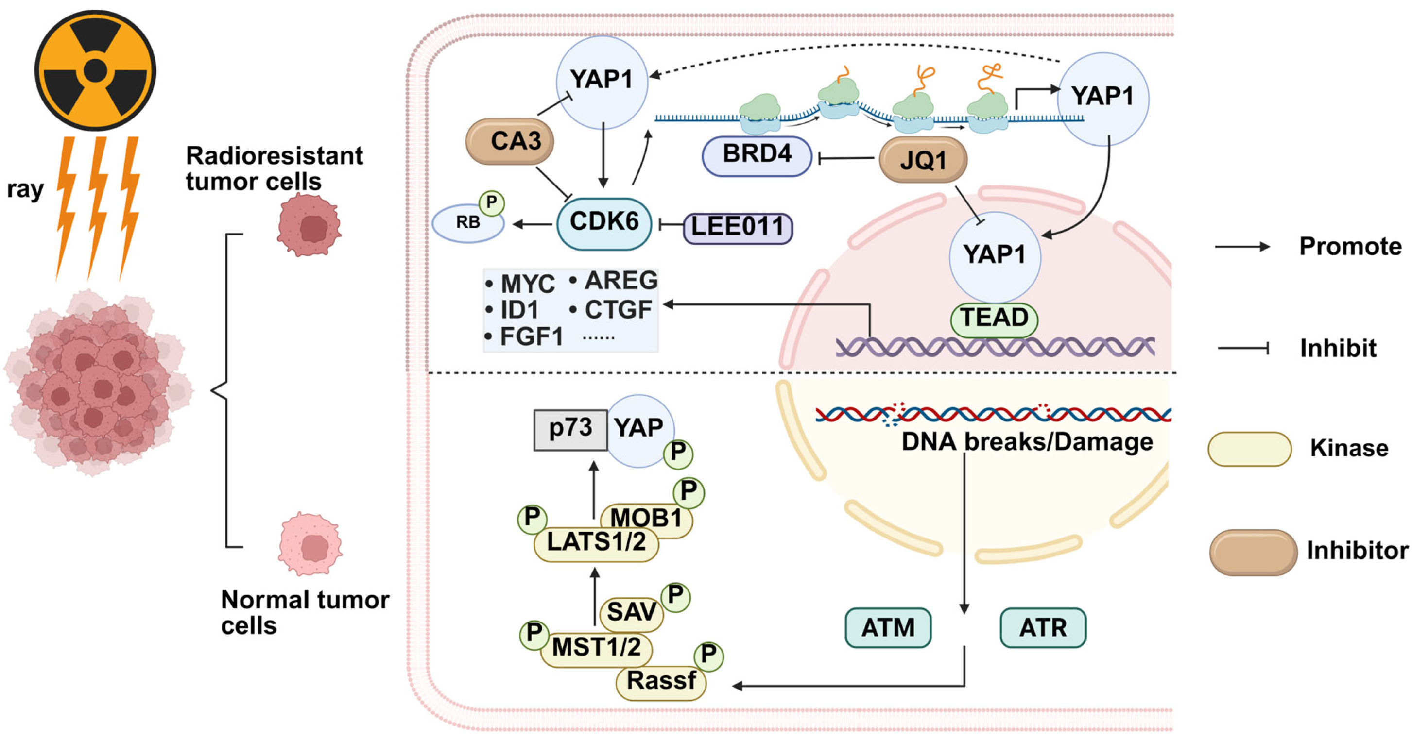 Biomolecules 15 00945 g003