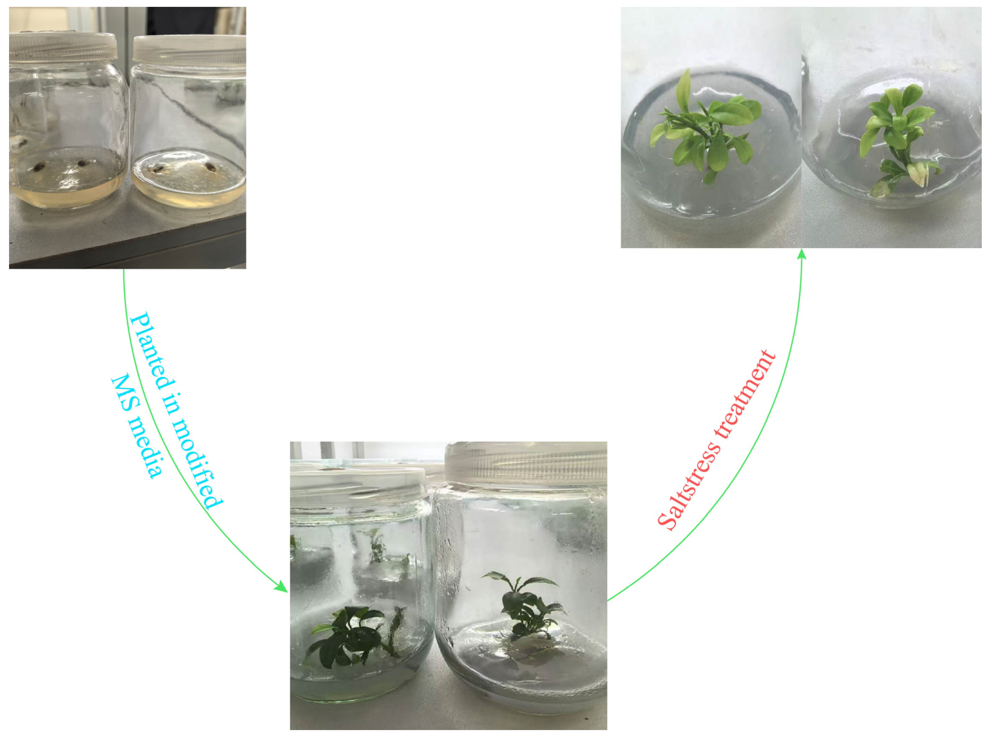 Biomolecules 15 00946 g011