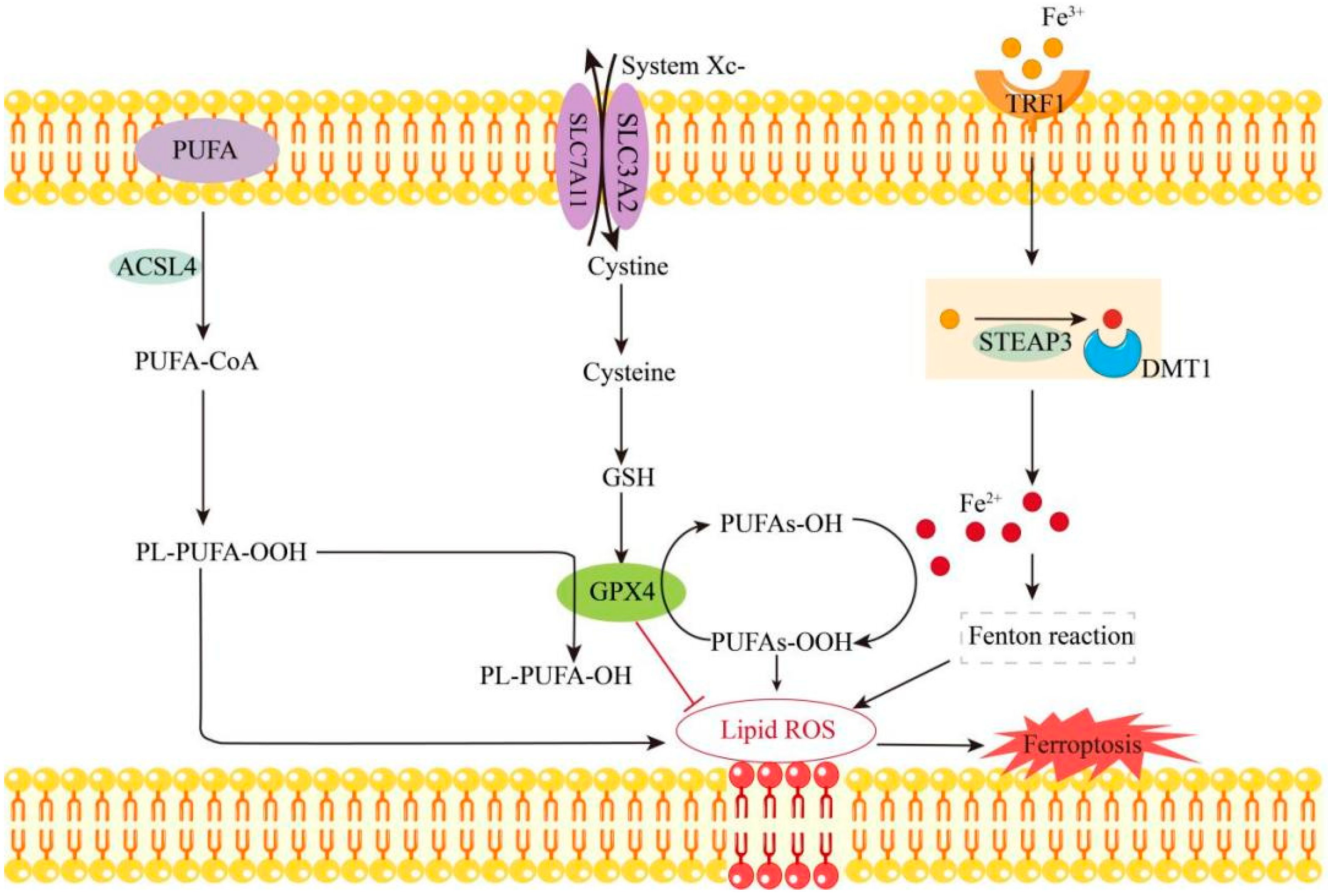 Biomolecules 15 00947 g001