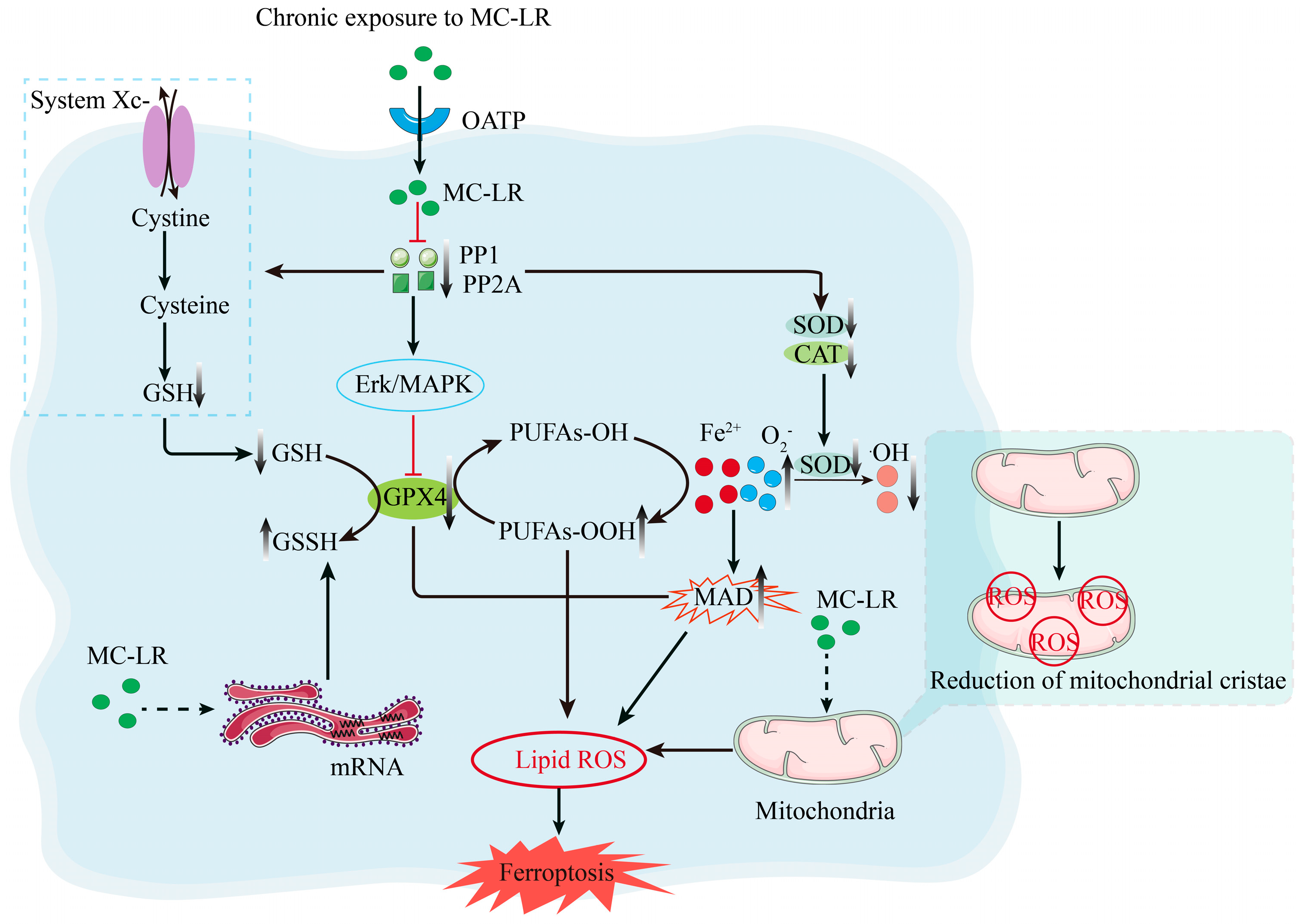 Biomolecules 15 00947 g002