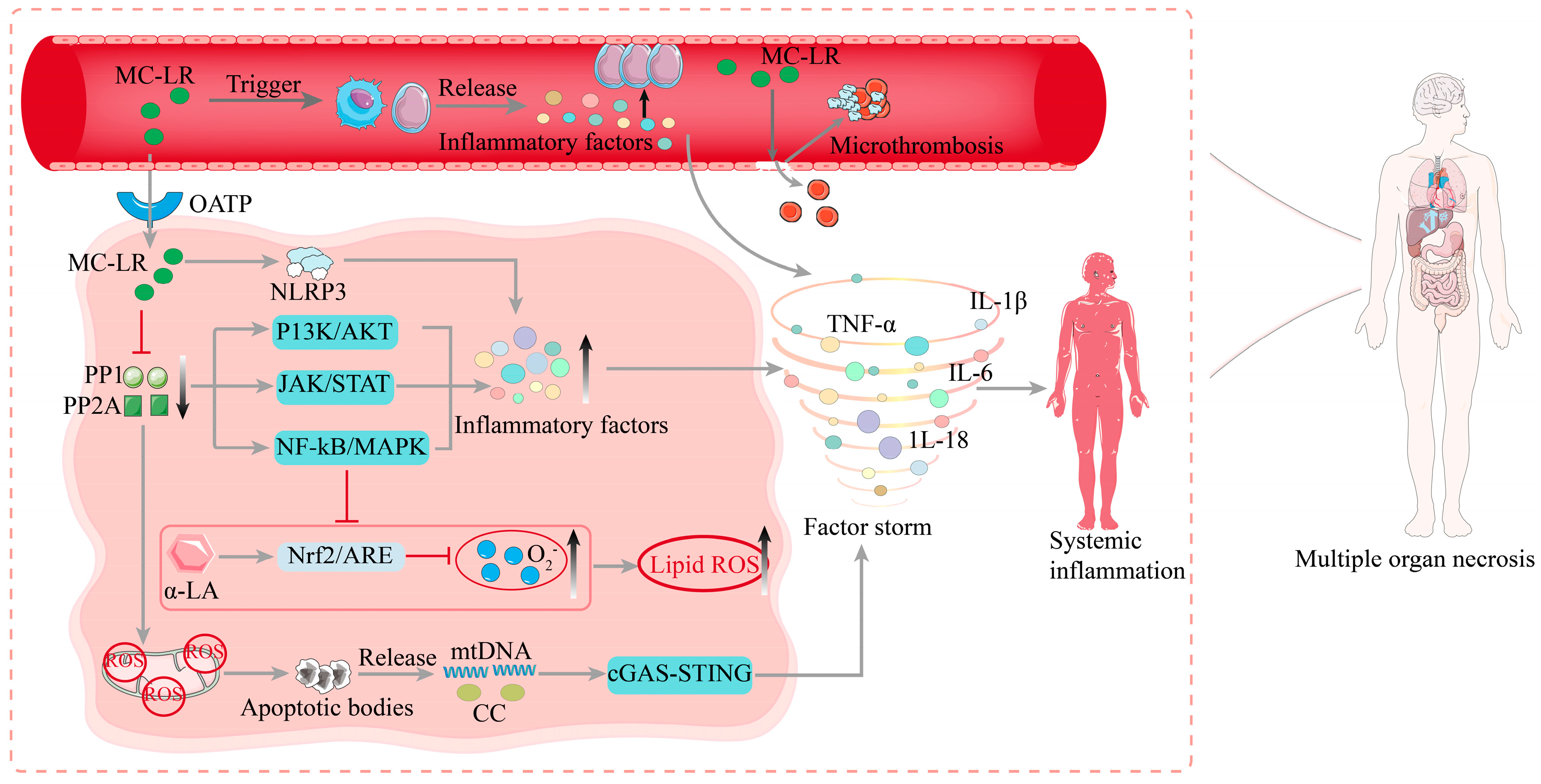 Biomolecules 15 00947 g003