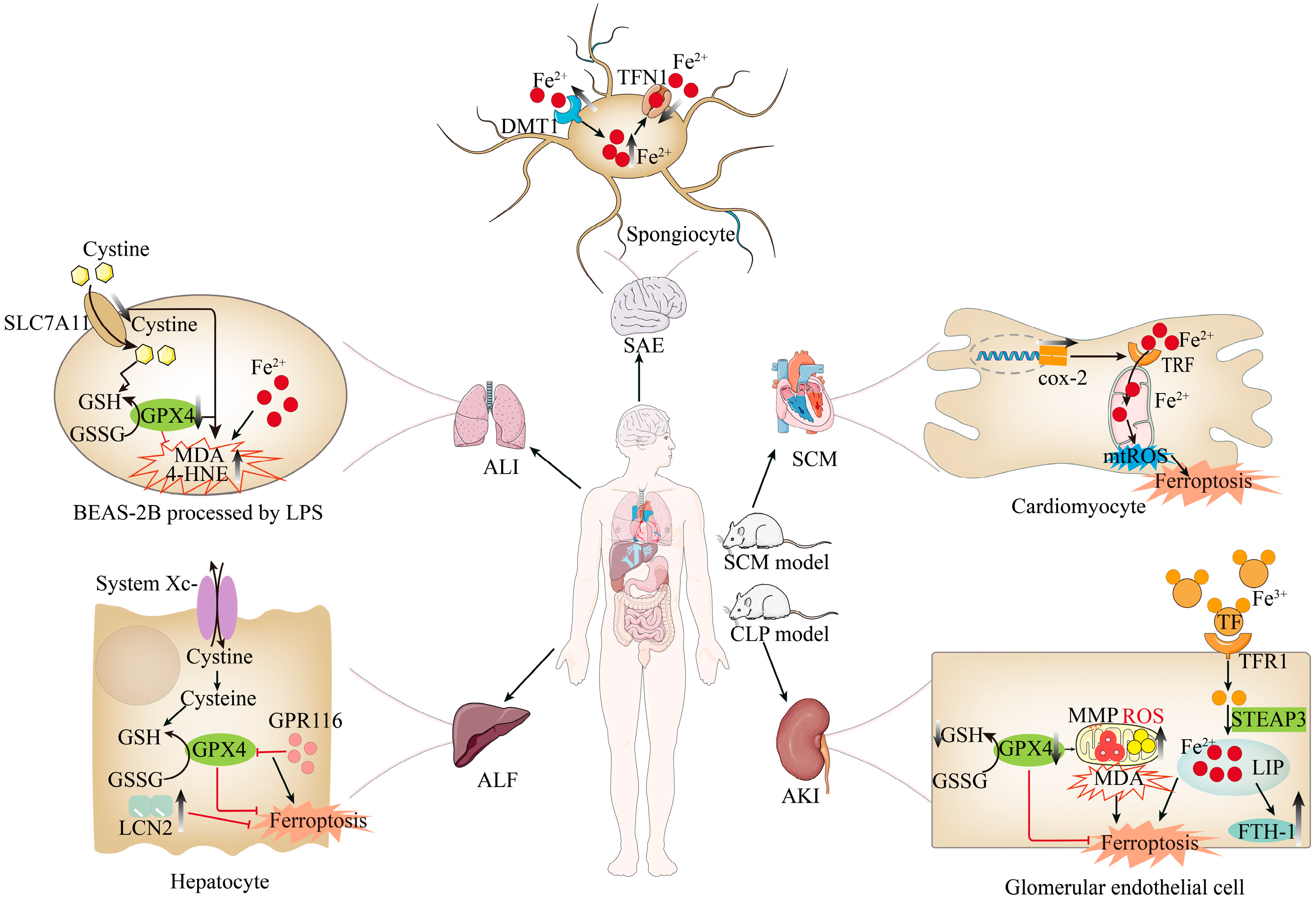 Biomolecules 15 00947 g004