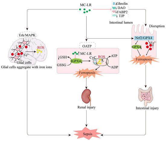 Unraveling the Role of Microcystin-LR in Ferroptosis and Sepsis ...