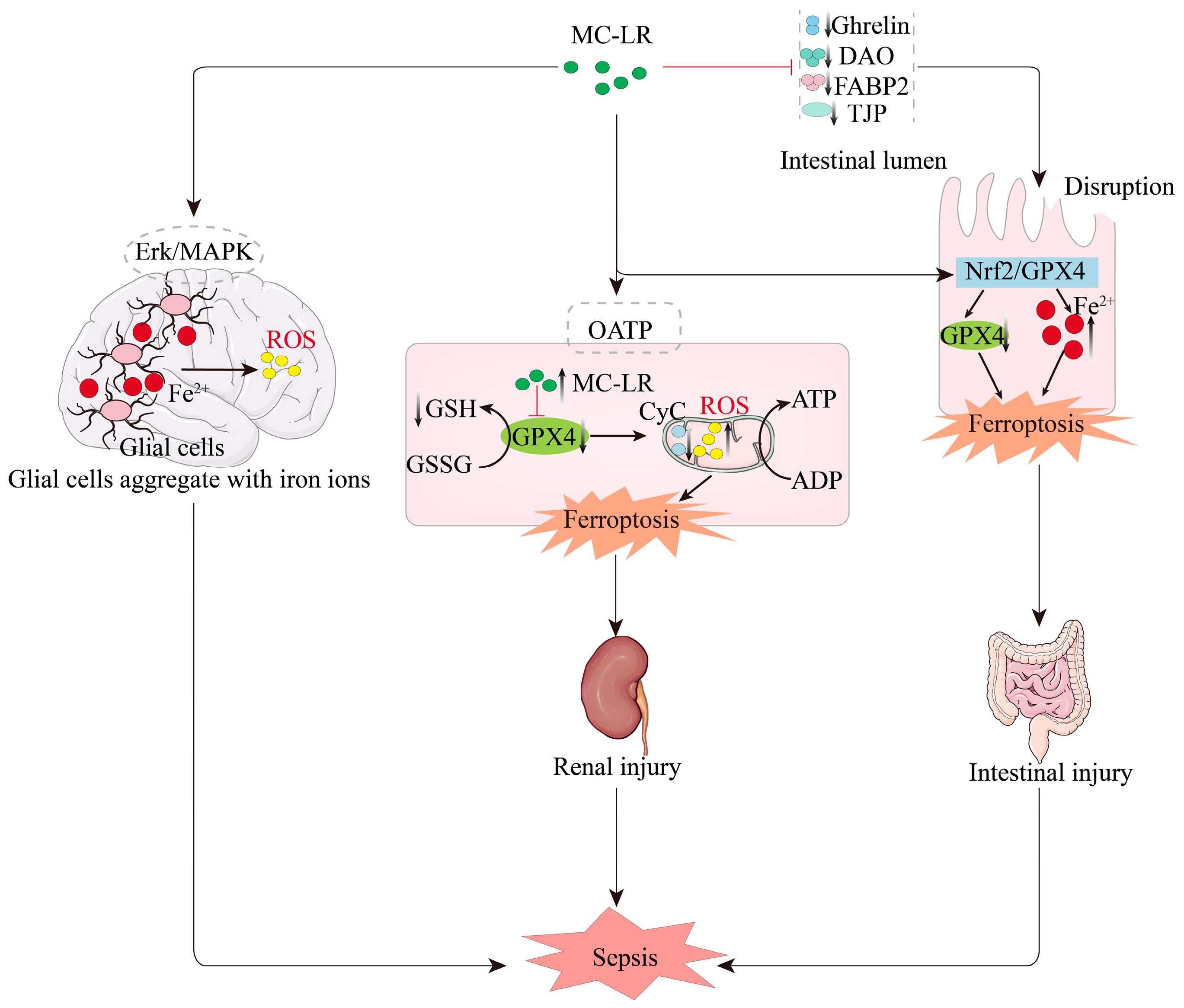 Biomolecules 15 00947 g005