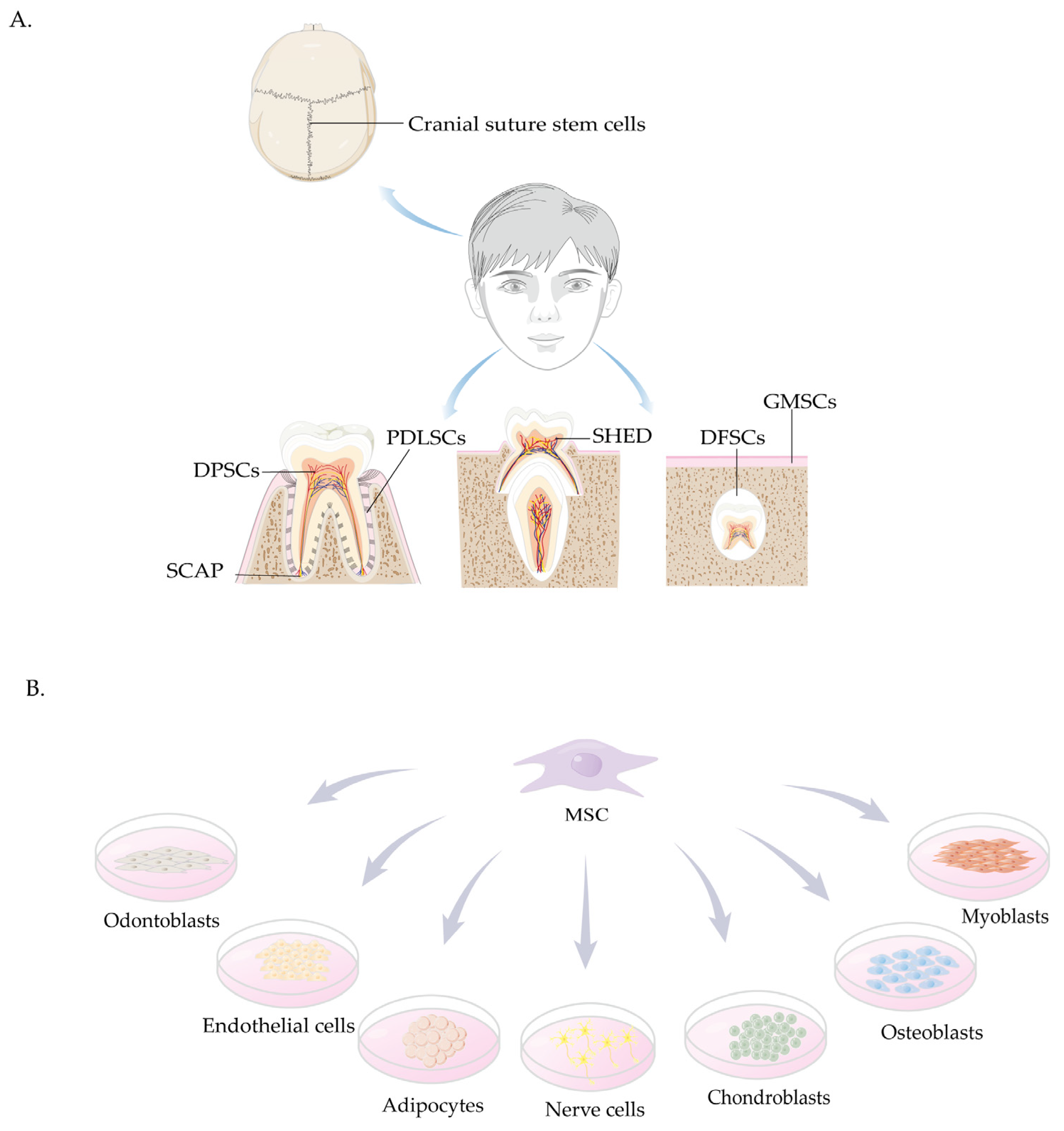 Biomolecules 15 00953 g001