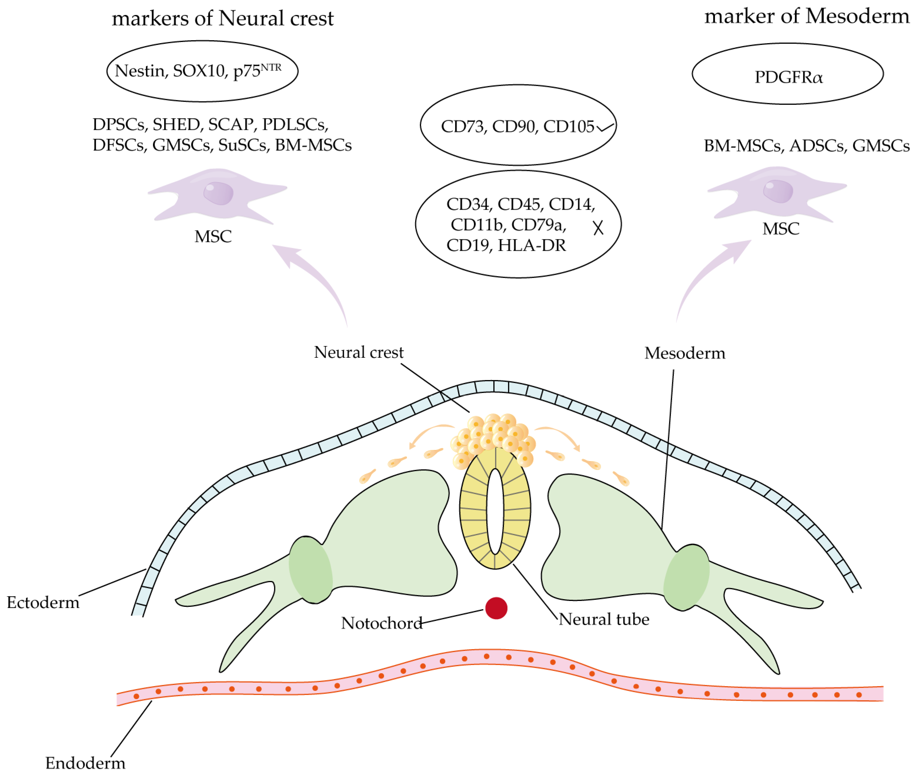 Biomolecules 15 00953 g002