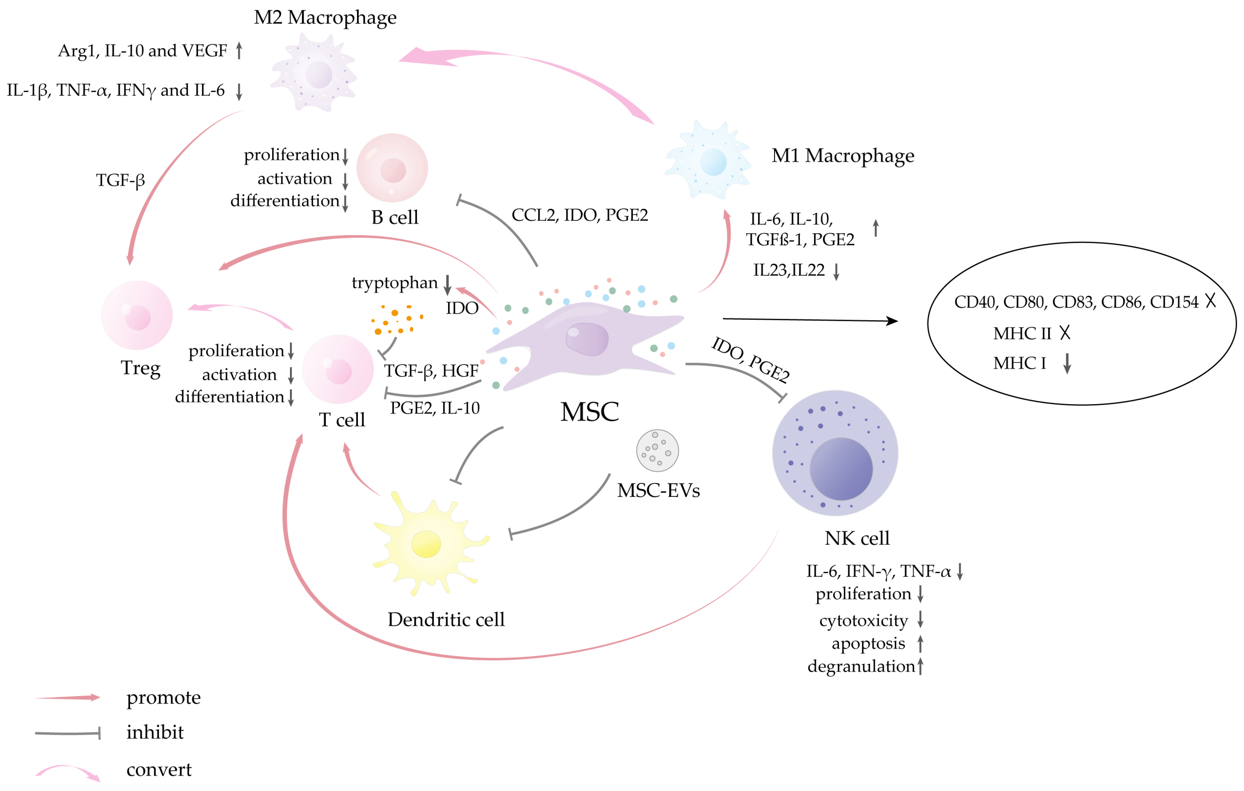 Biomolecules 15 00953 g004