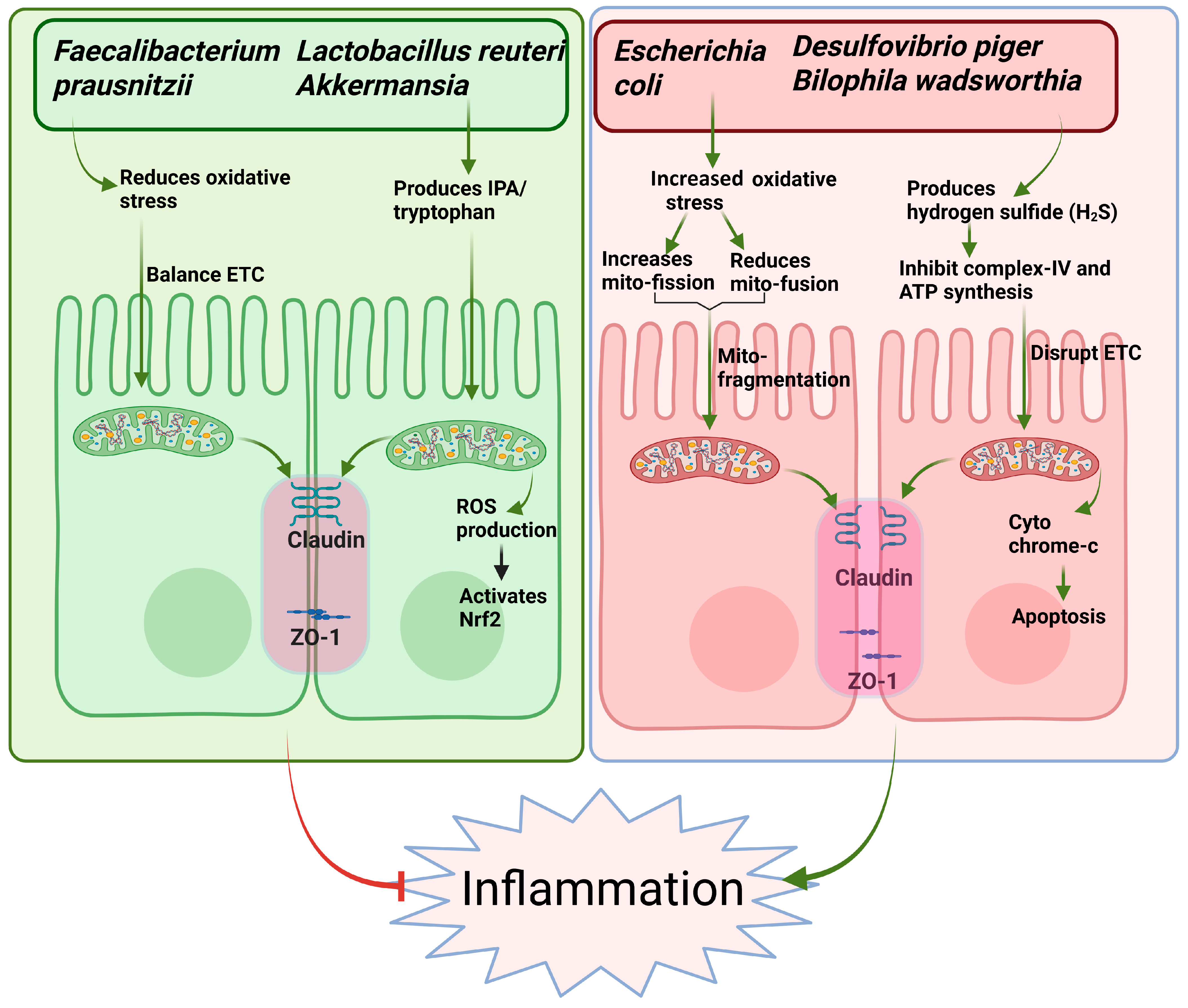 Biomolecules 15 00954 g001