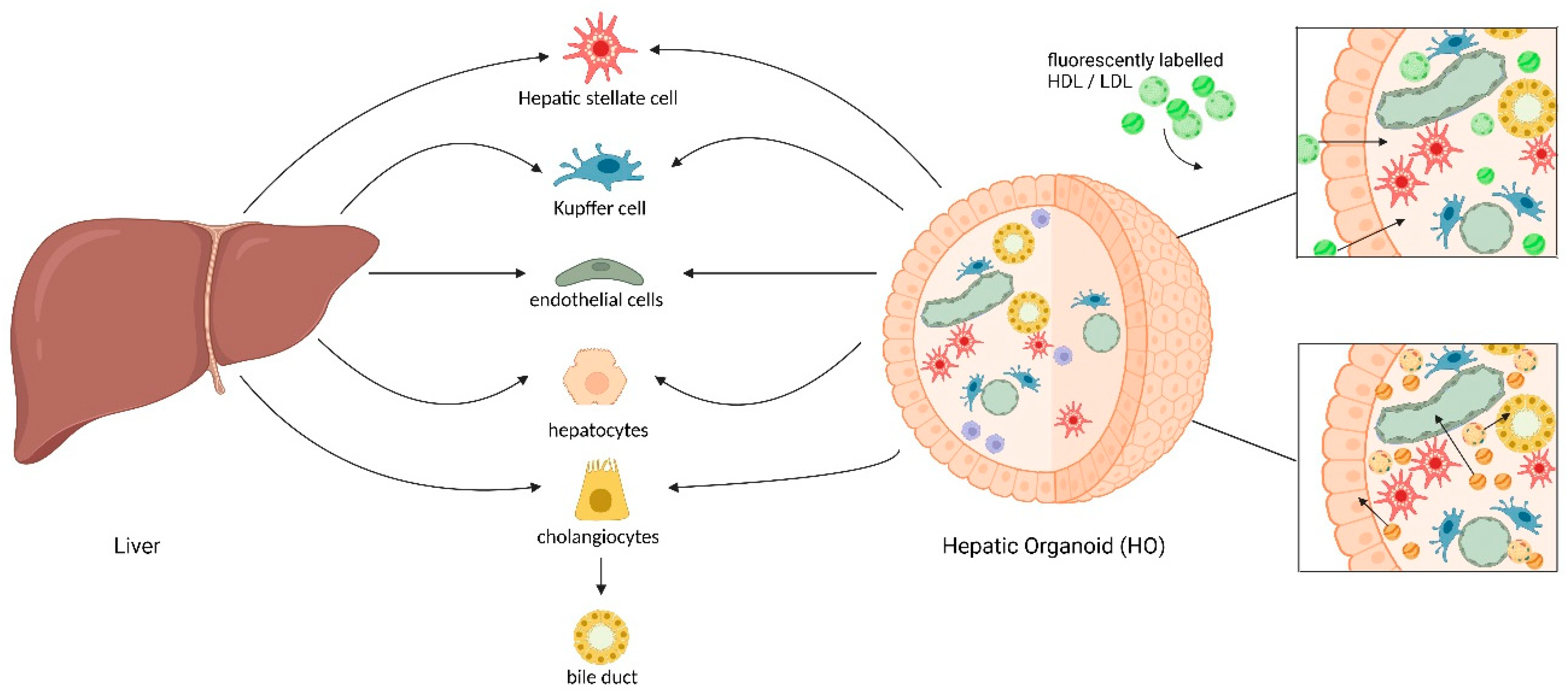 Biomolecules 15 00956 g002