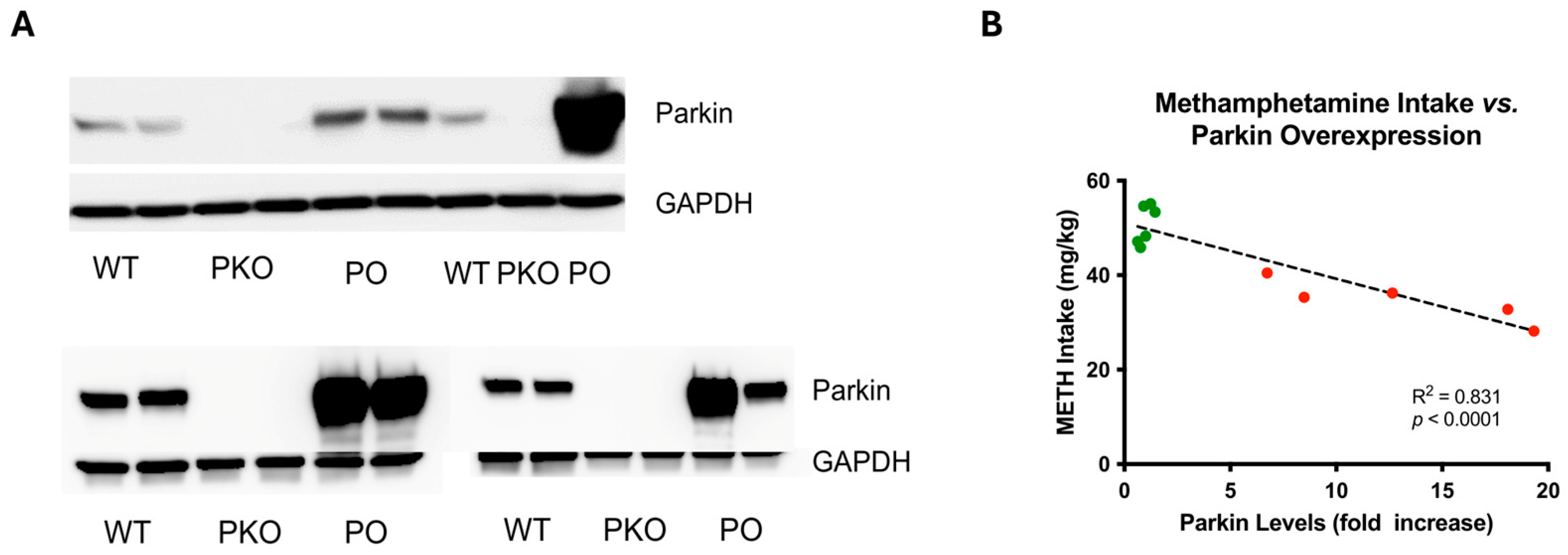 Biomolecules 15 00958 g005