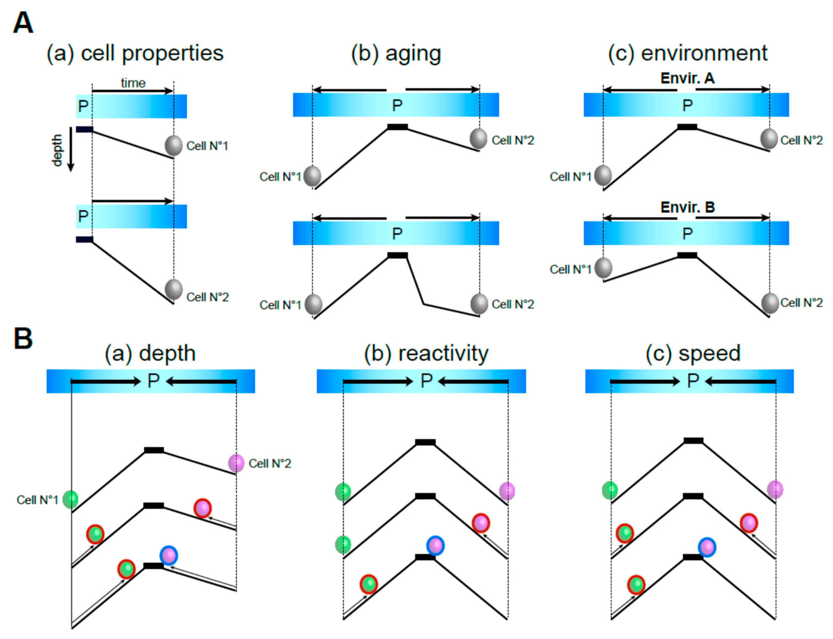 Biomolecules 15 00960 g002 Biomolecules 15 00960 g002
