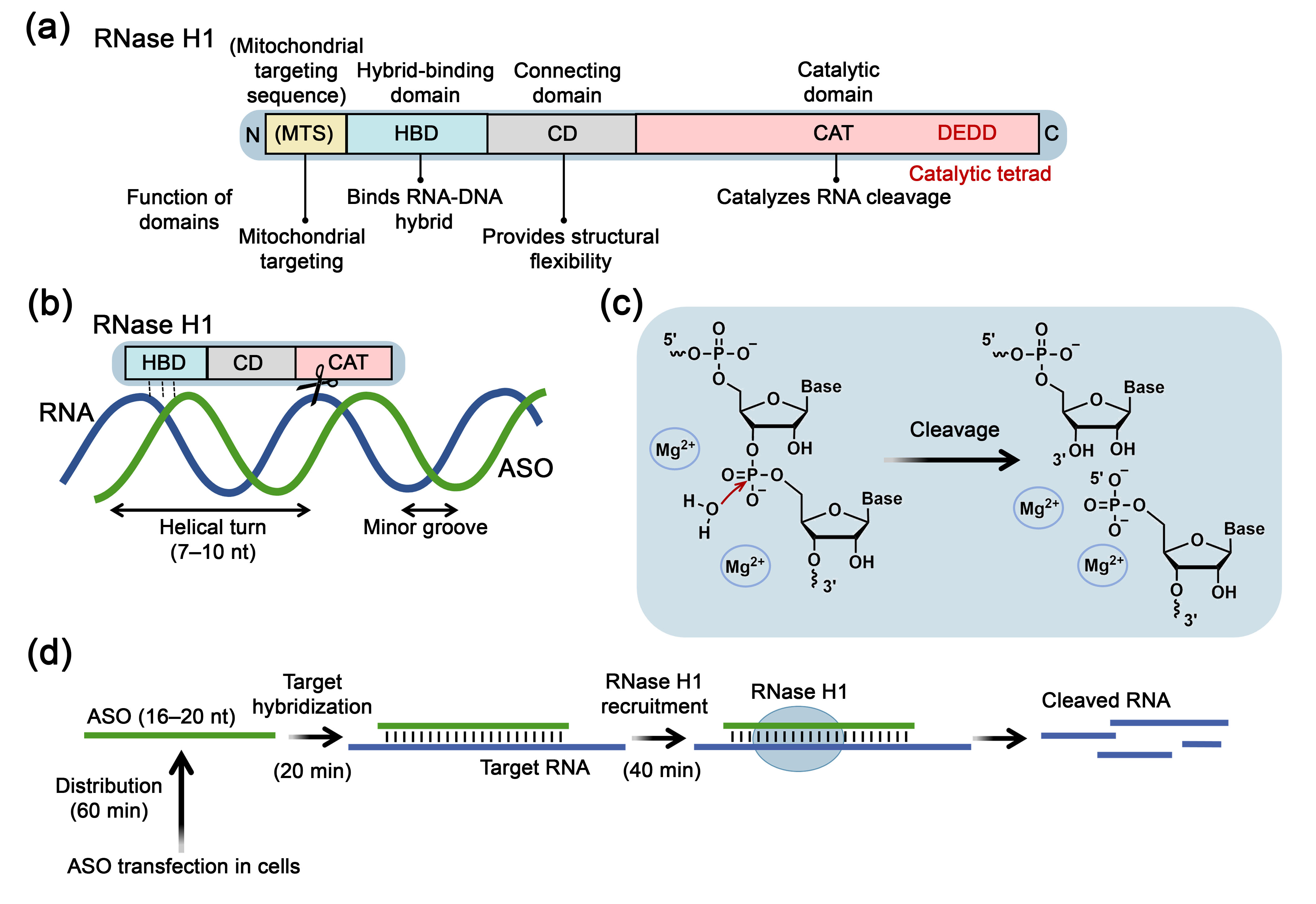 Biomolecules 15 00965 g001