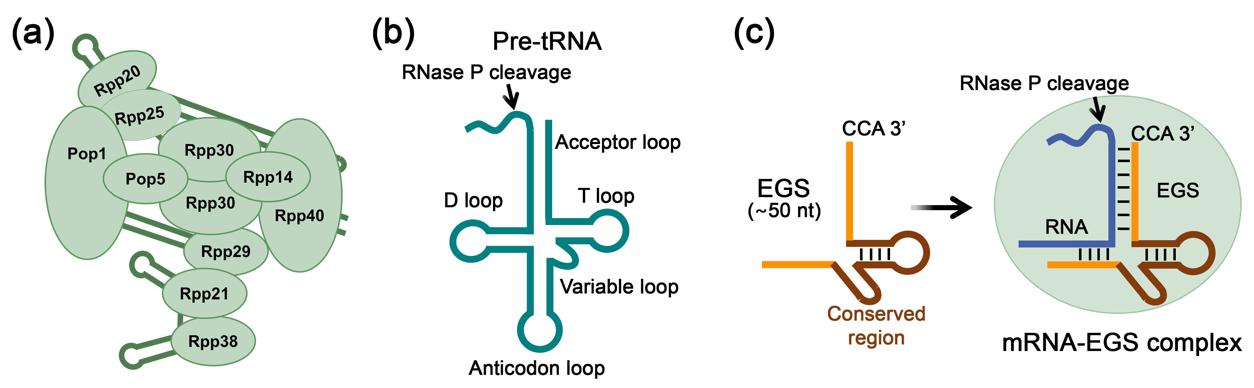 Biomolecules 15 00965 g003