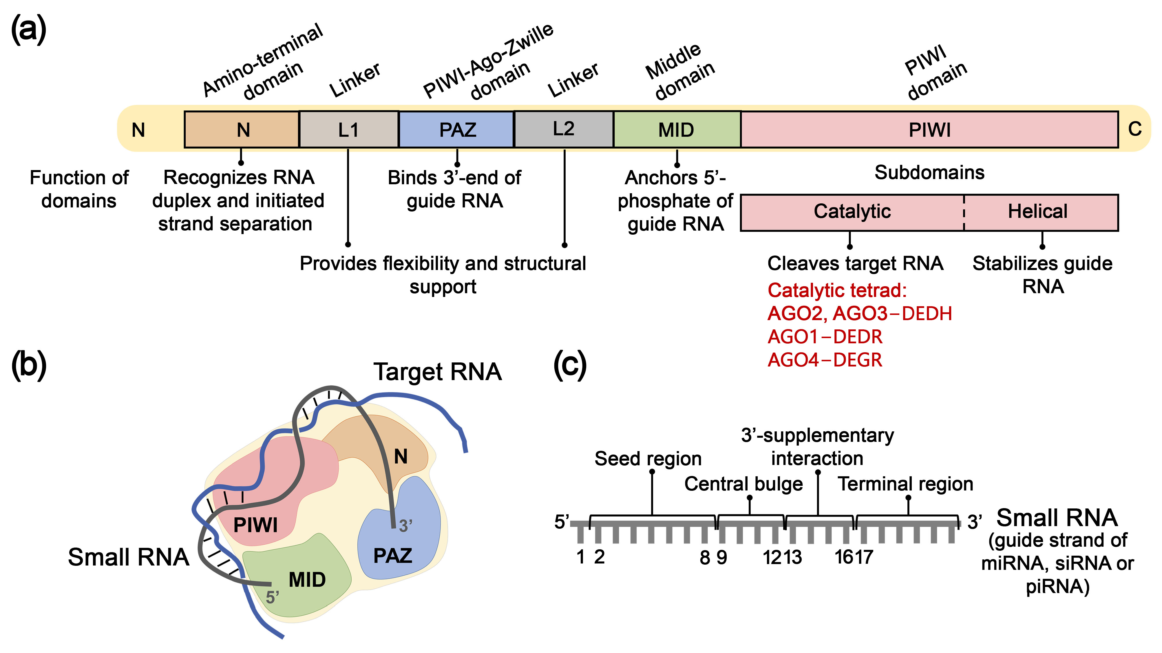 Biomolecules 15 00965 g004