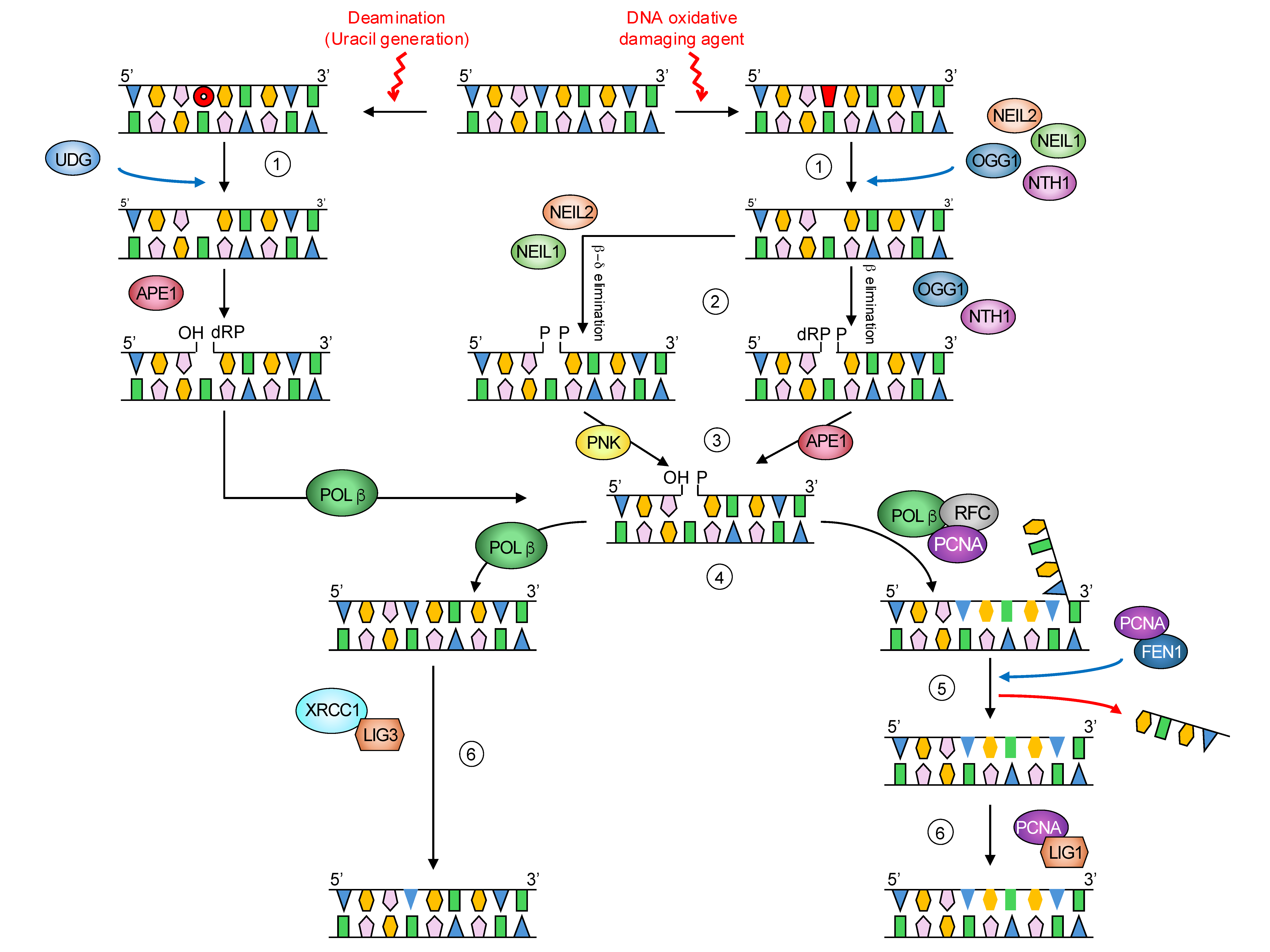 Biomolecules 15 00969 g001