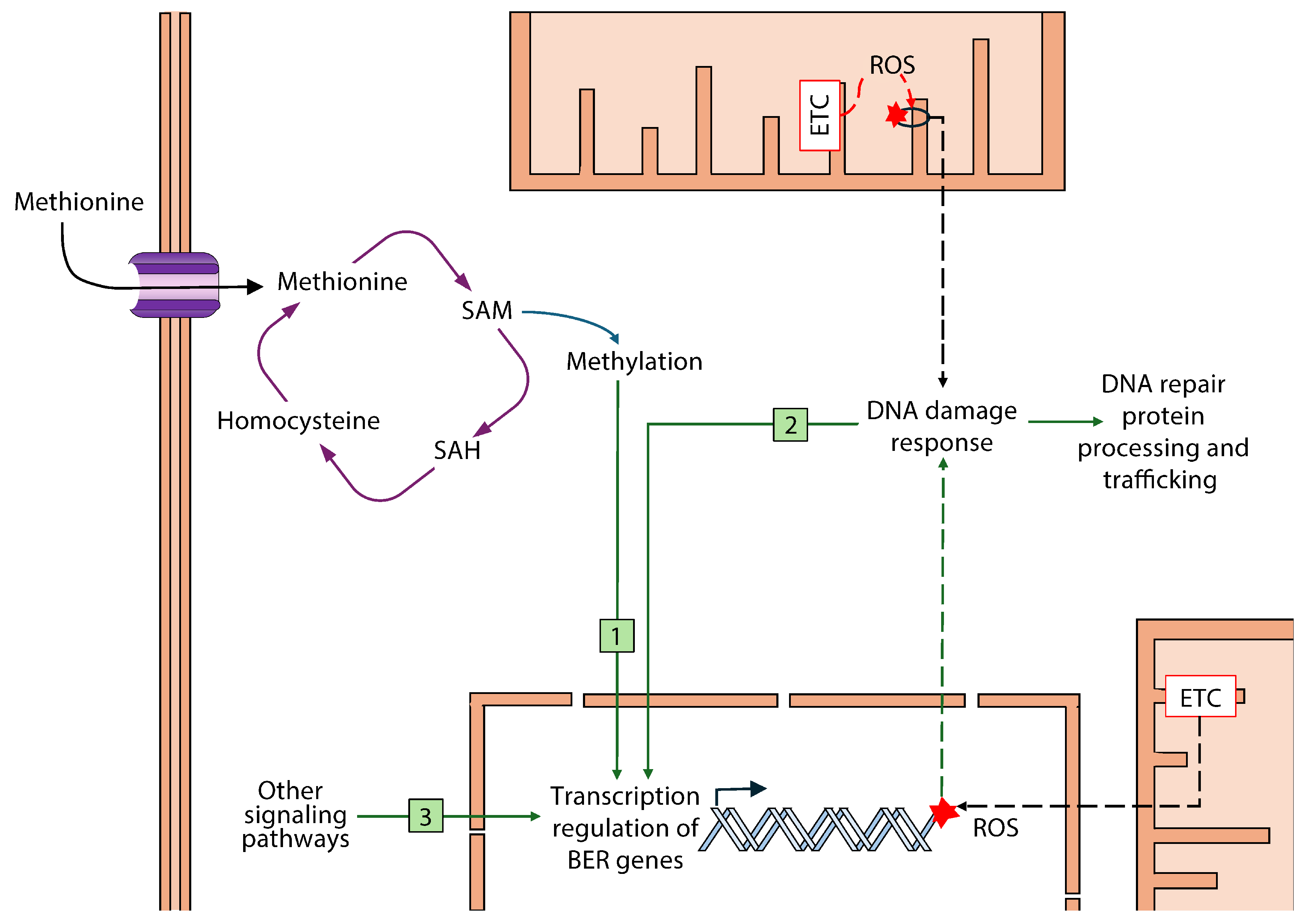 Biomolecules 15 00969 g008