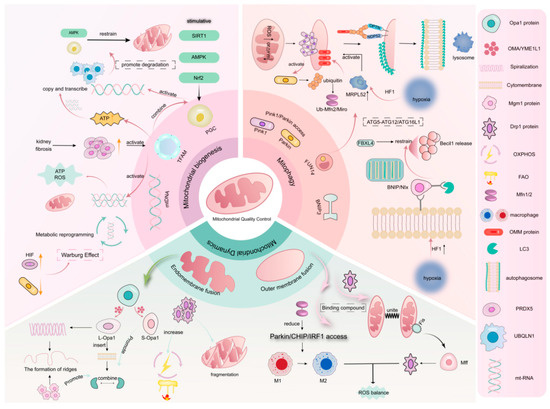 Targeting Mitochondrial Quality Control for the Treatment of