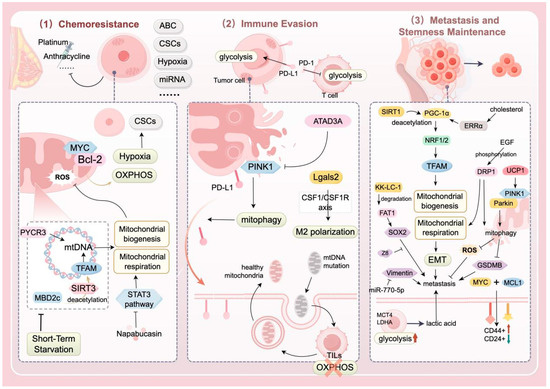 Targeting Mitochondrial Quality Control for the Treatment of