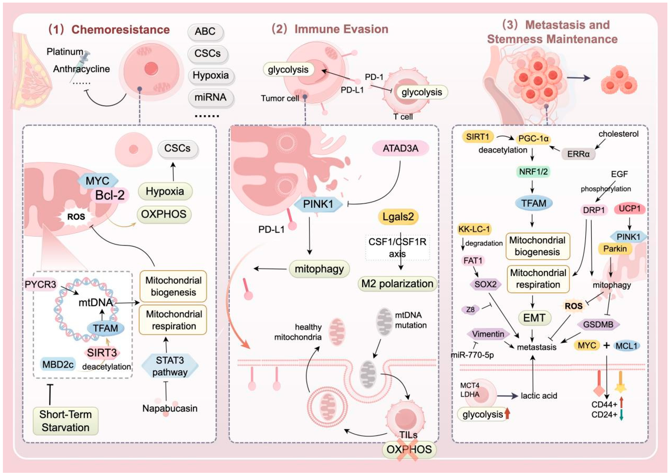 Biomolecules 15 00970 g002