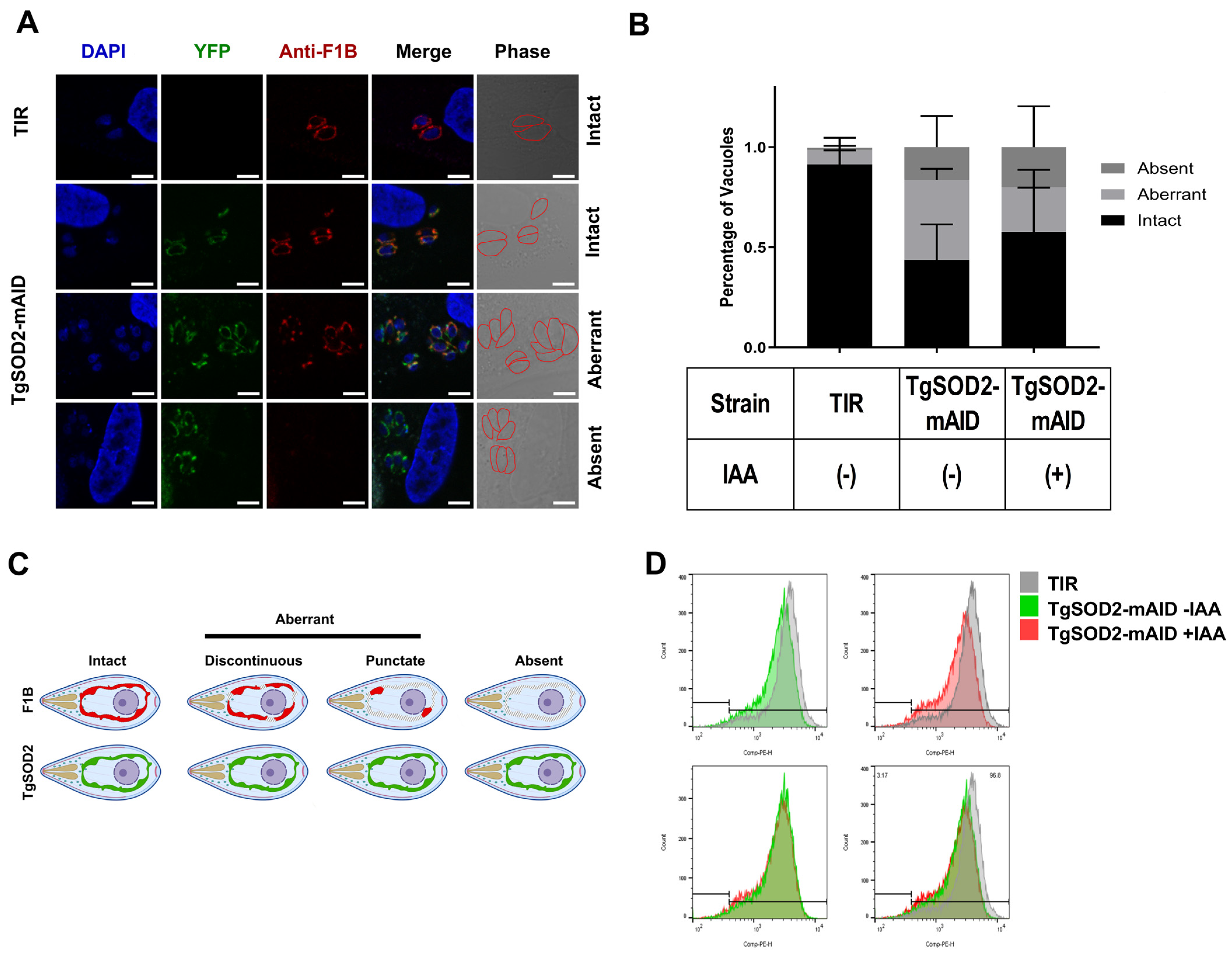 Biomolecules 15 00972 g003