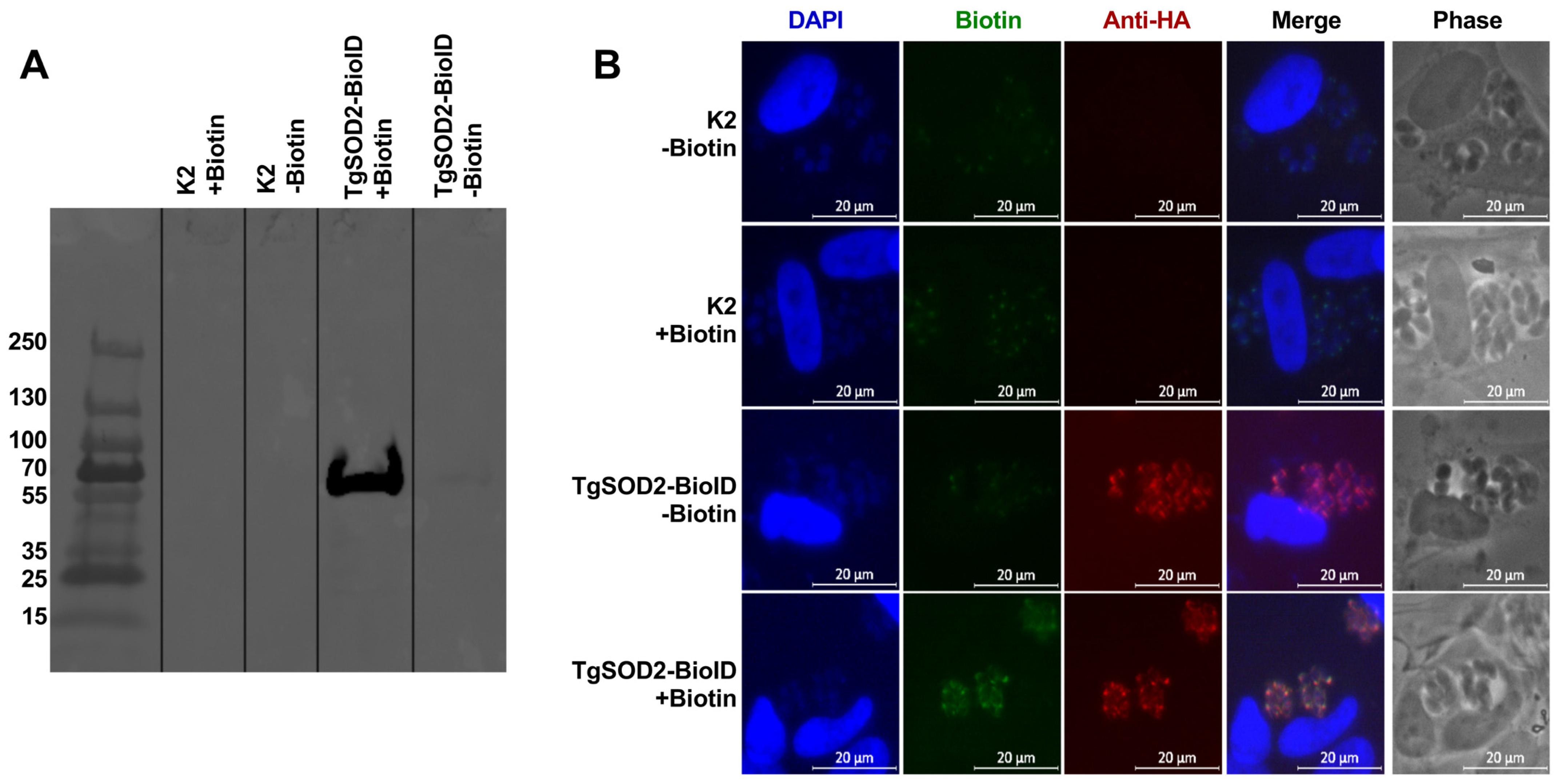 Biomolecules 15 00972 g004