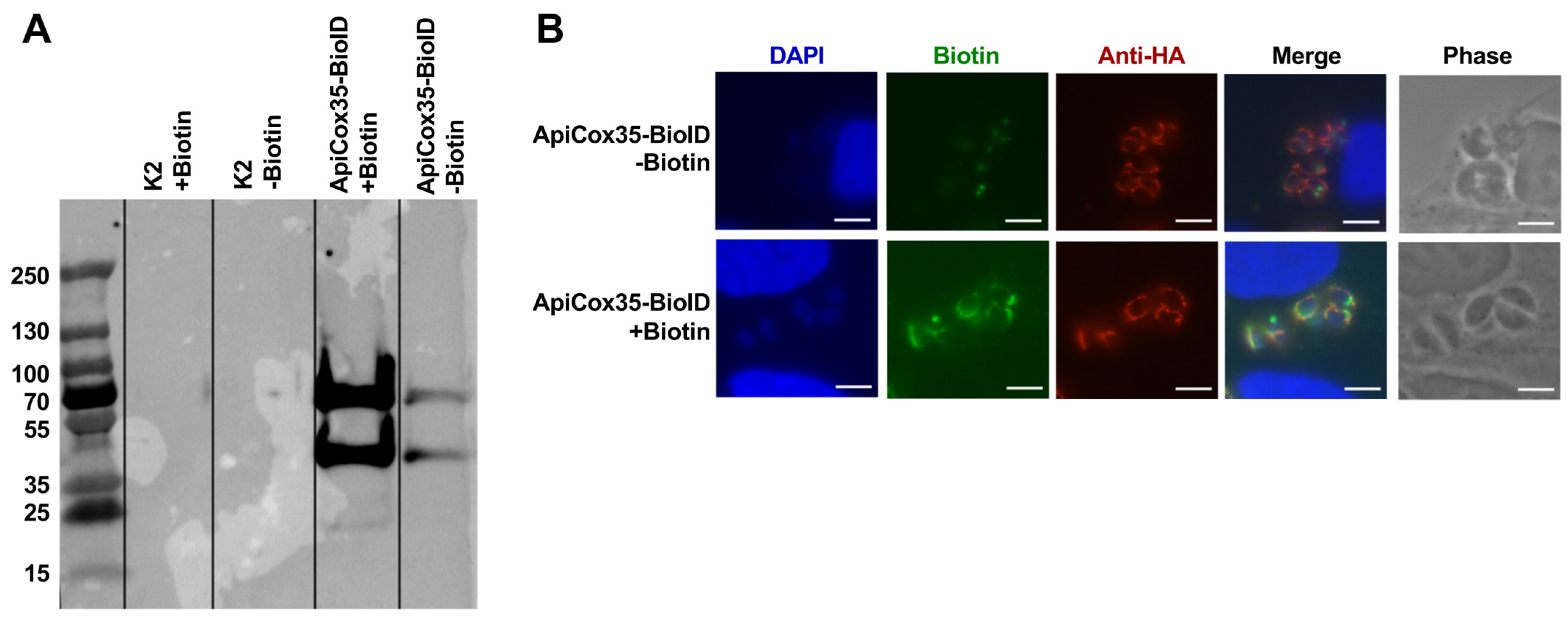 Biomolecules 15 00972 g005