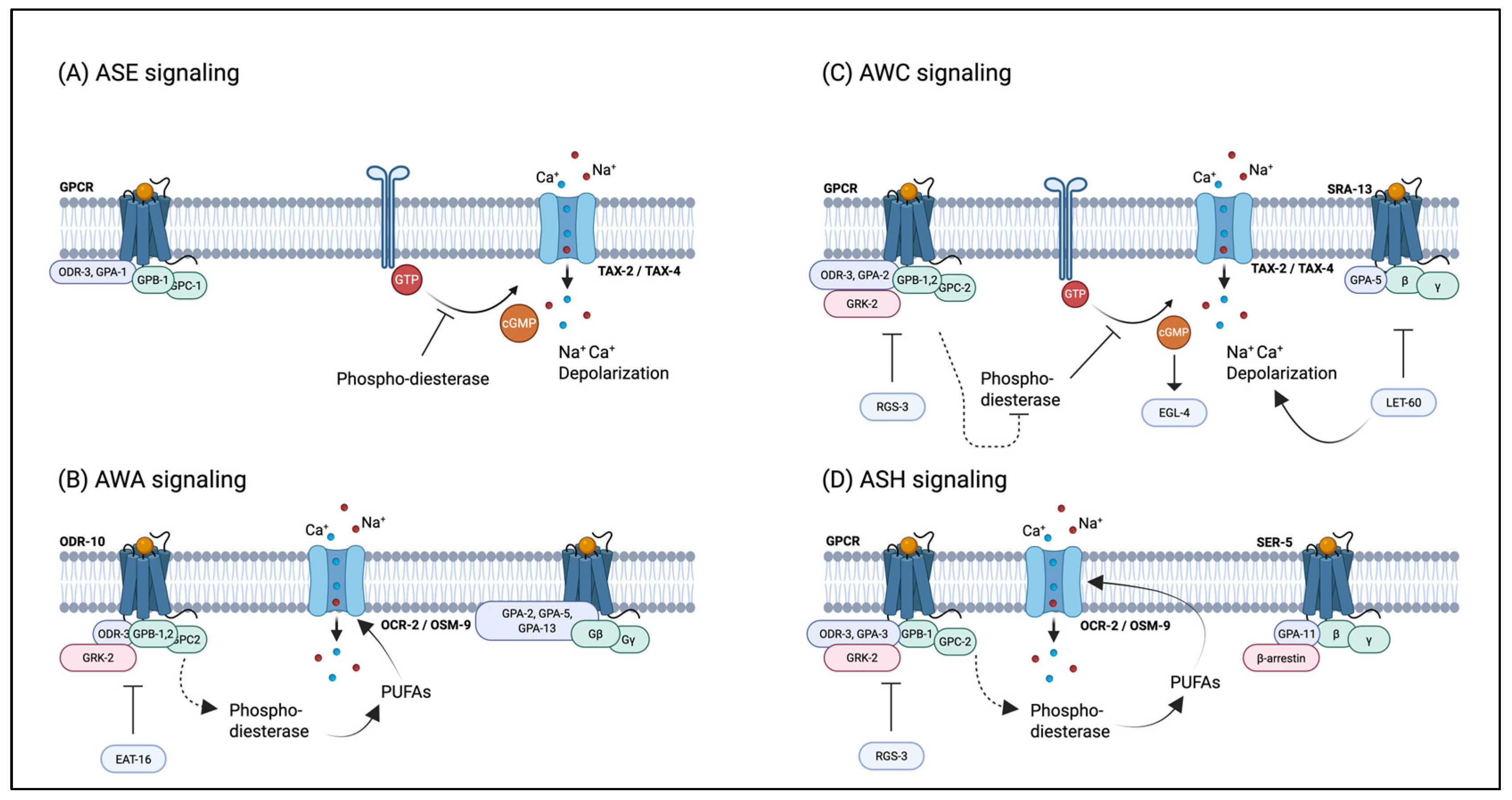Biomolecules 15 00981 g003