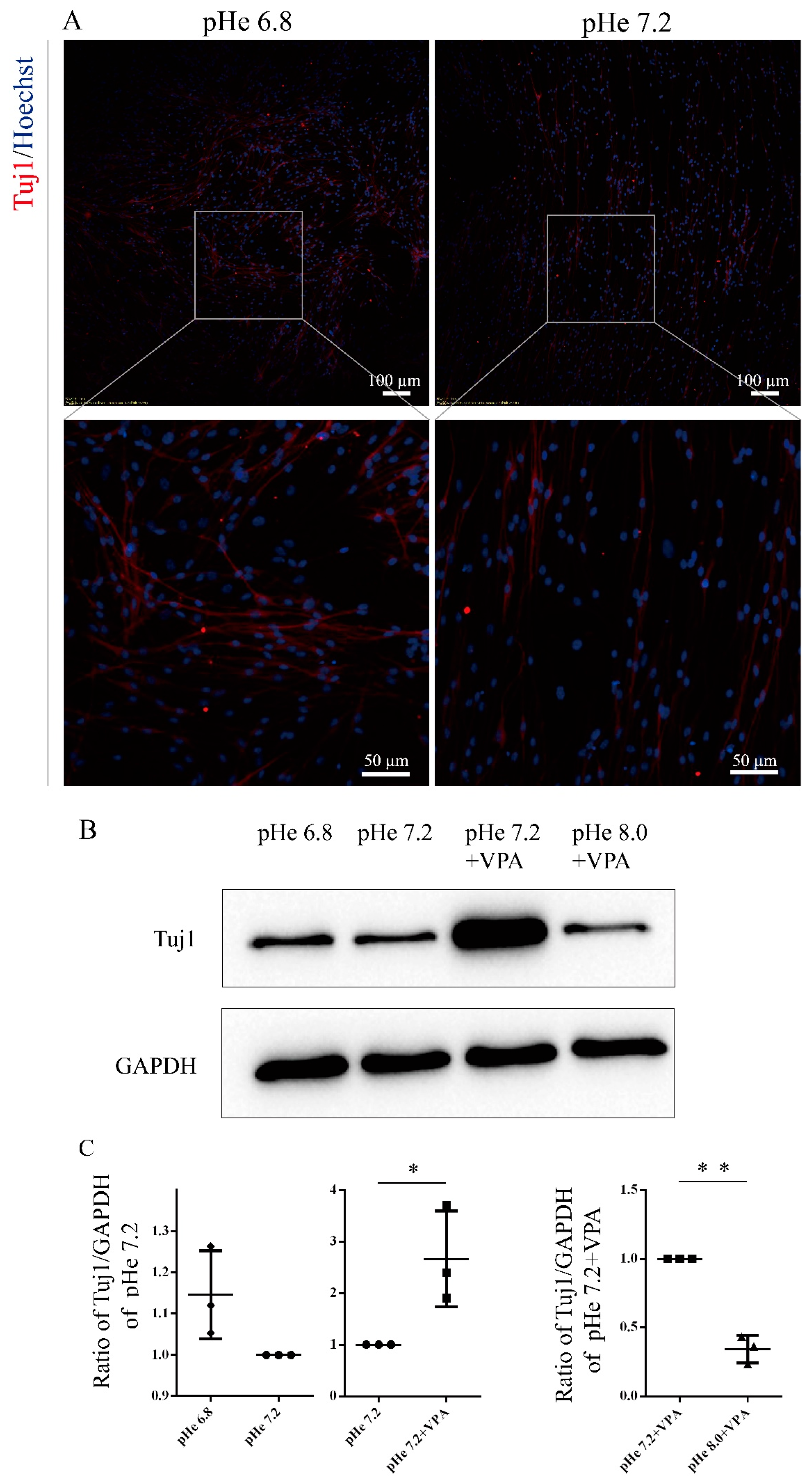 Biomolecules 15 00986 g004