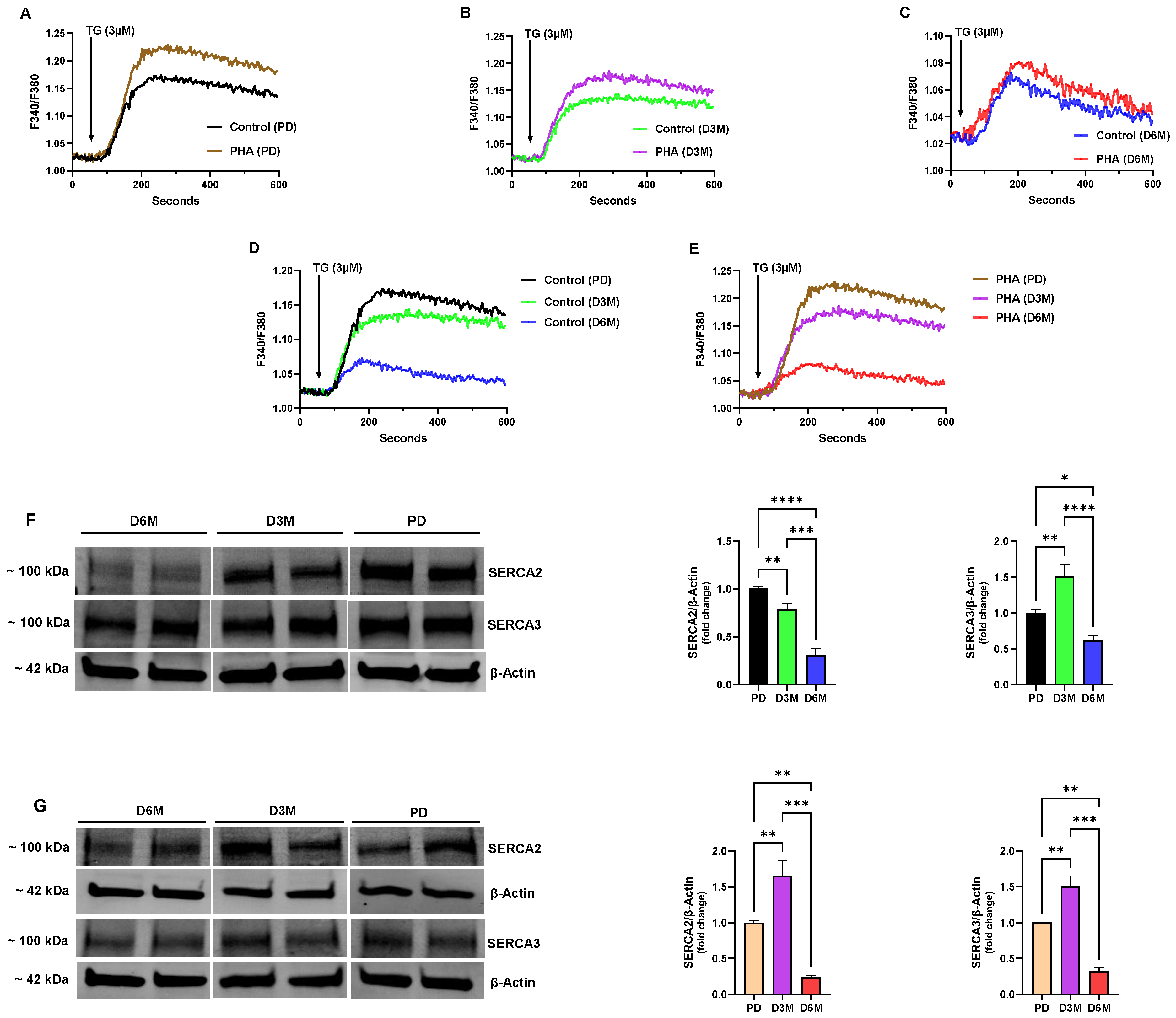 Biomolecules 15 00987 g002