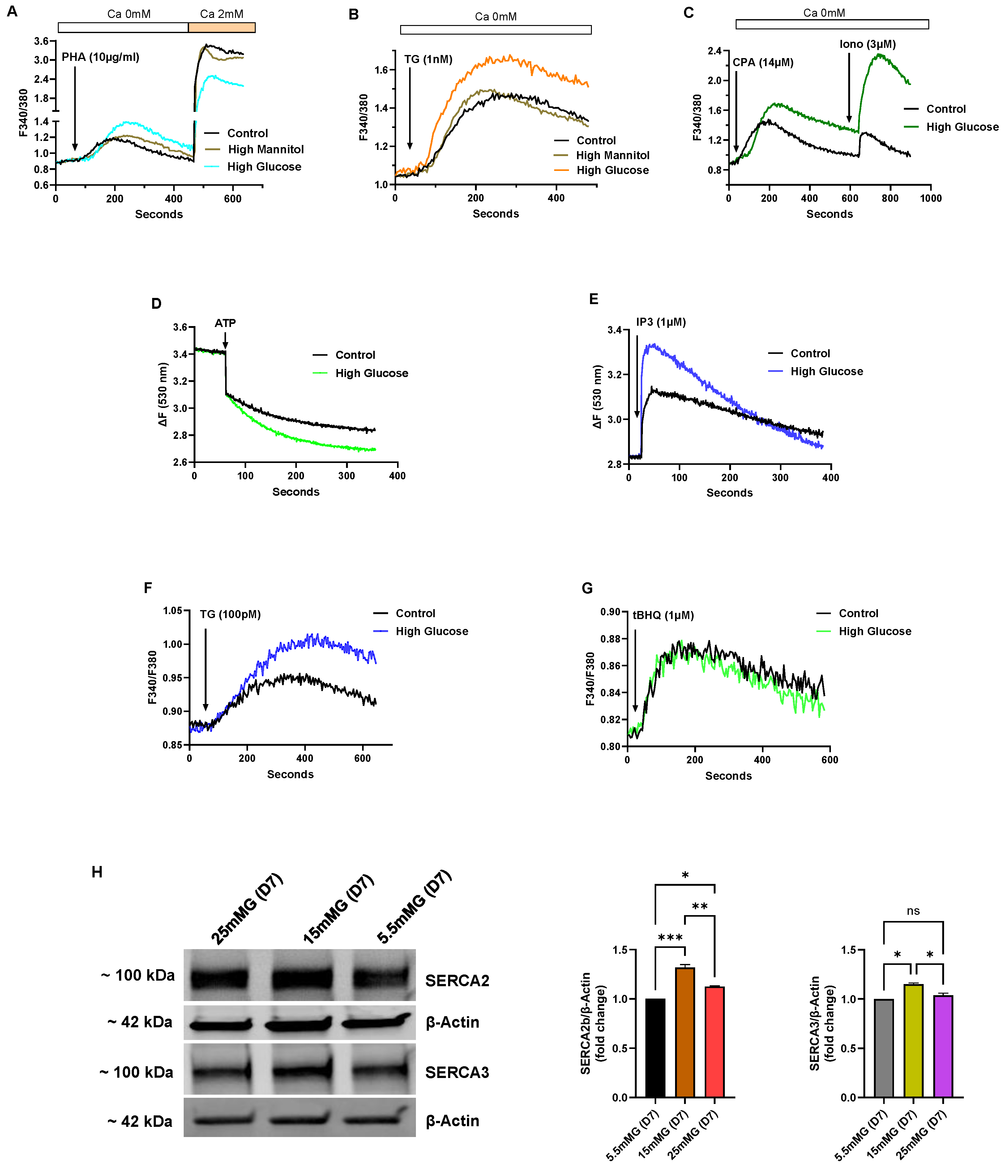 Biomolecules 15 00987 g004