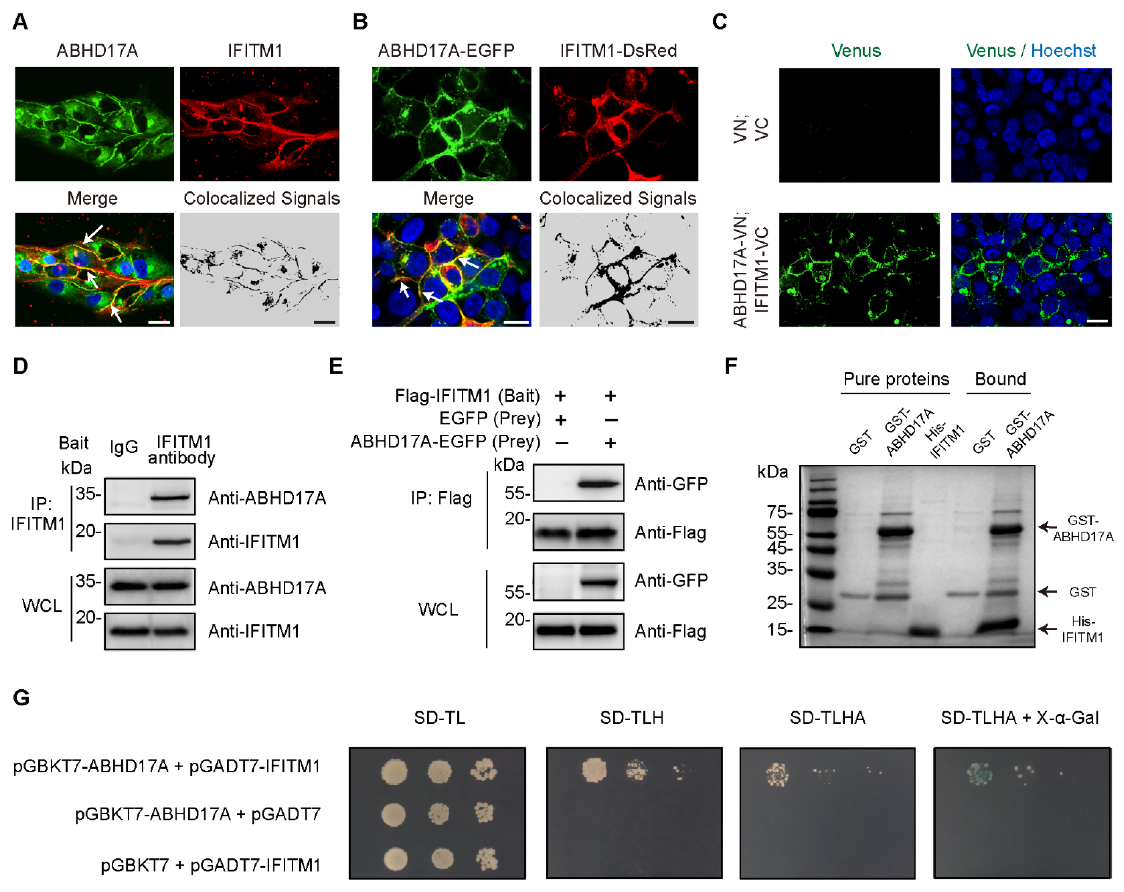 Biomolecules 15 00992 g001
