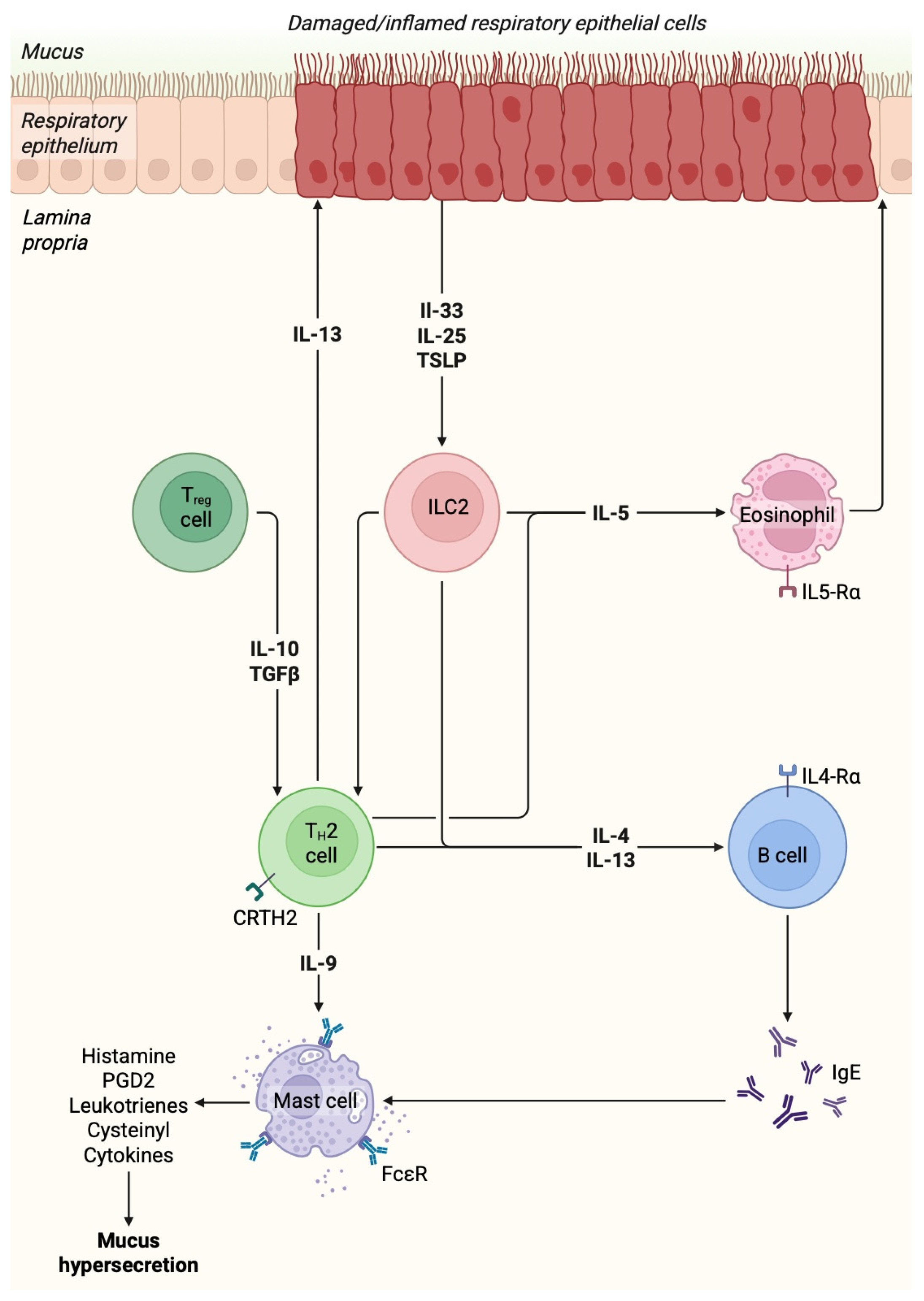 y. The Role of Alarmins in the Pathogenesis of Asthma