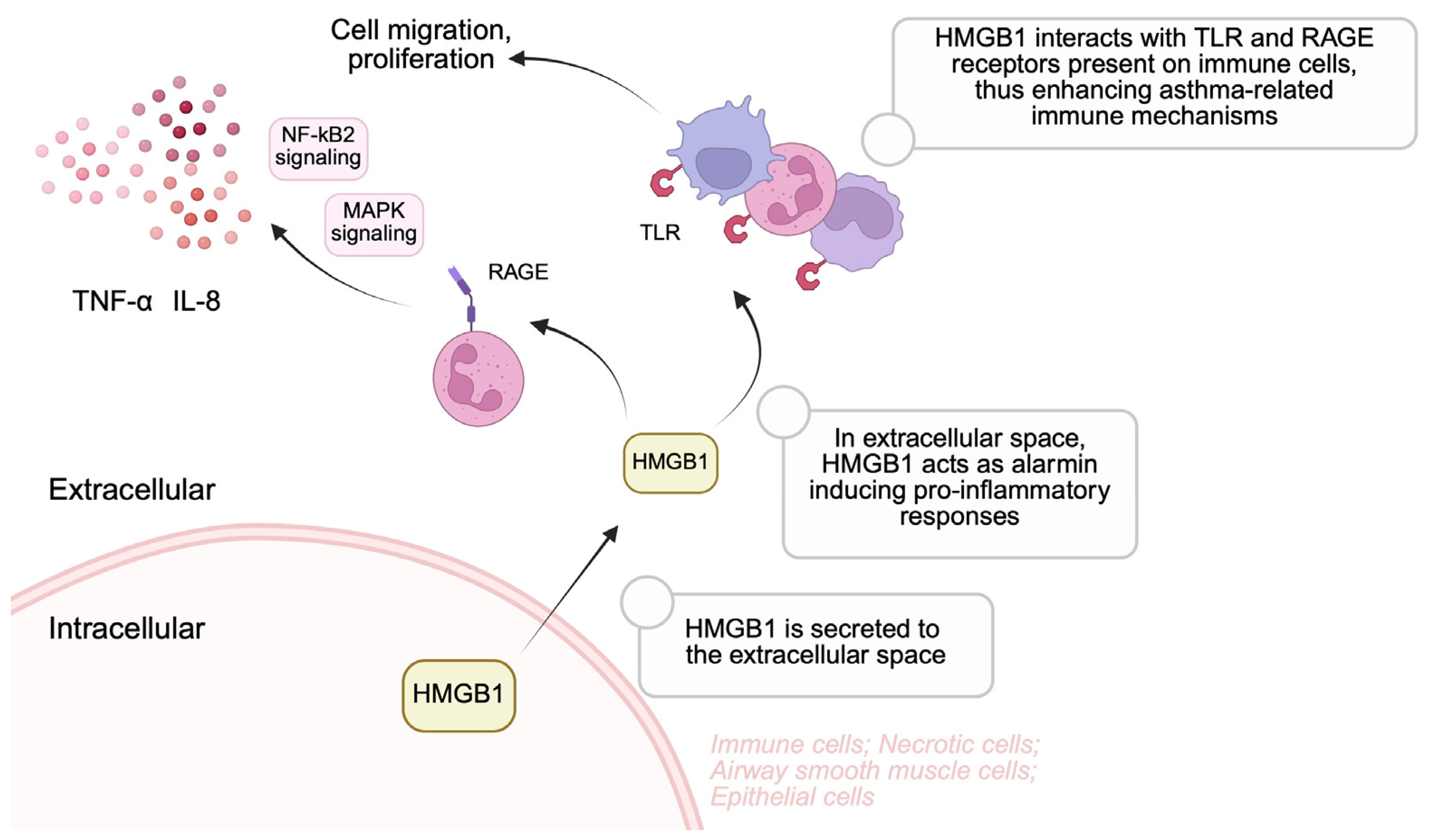 The Role of Alarmins in the Pathogenesis of Asthma