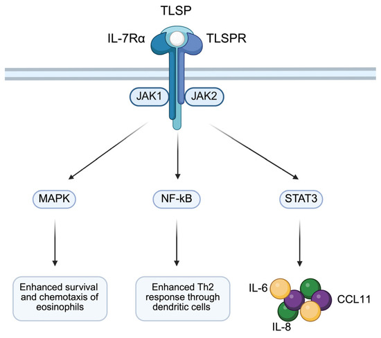 The Role of Alarmins in the Pathogenesis of Asthma