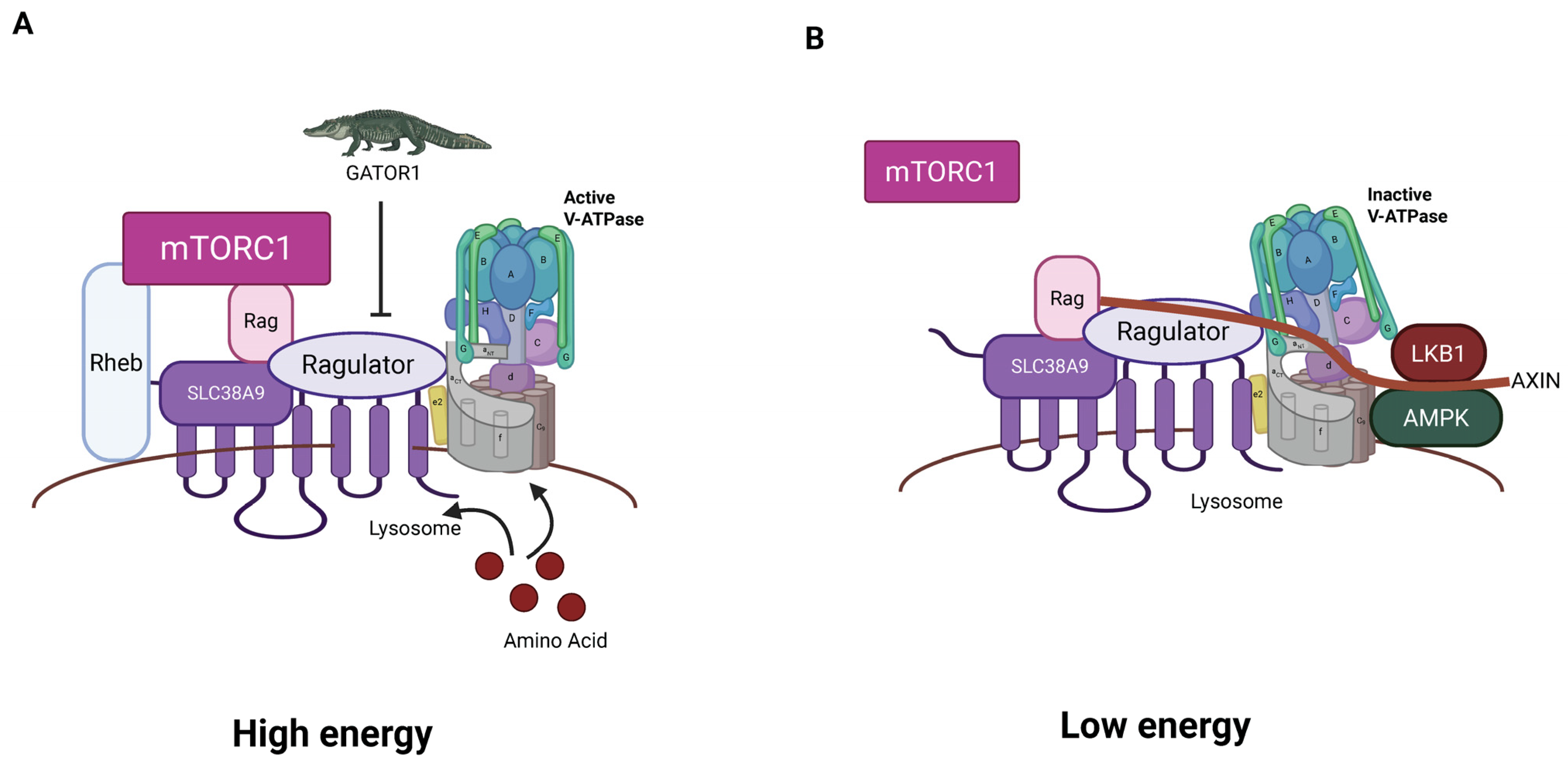Biomolecules 15 00997 g004