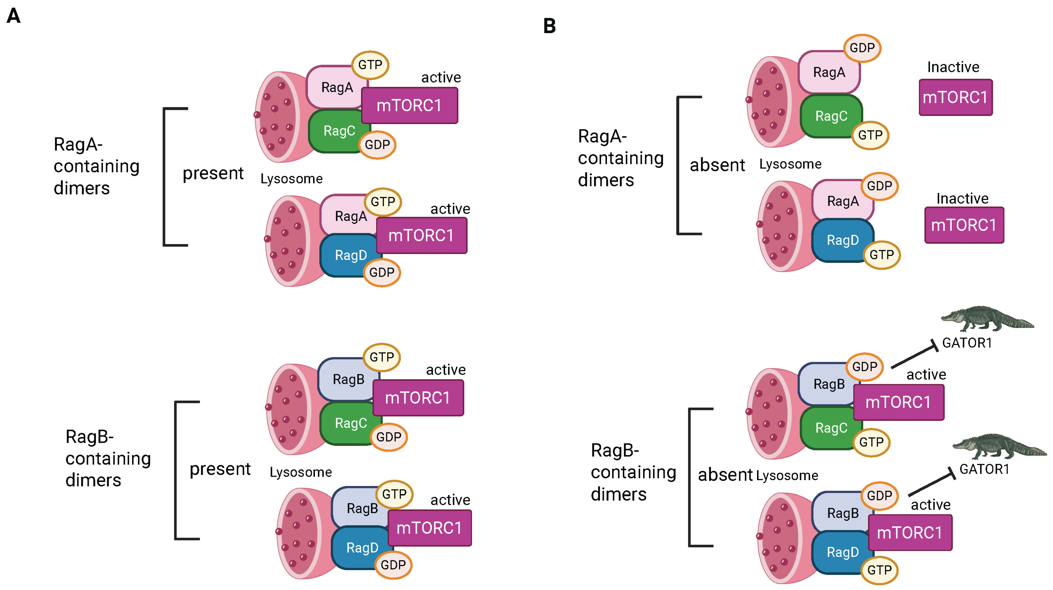 Biomolecules 15 00997 g005