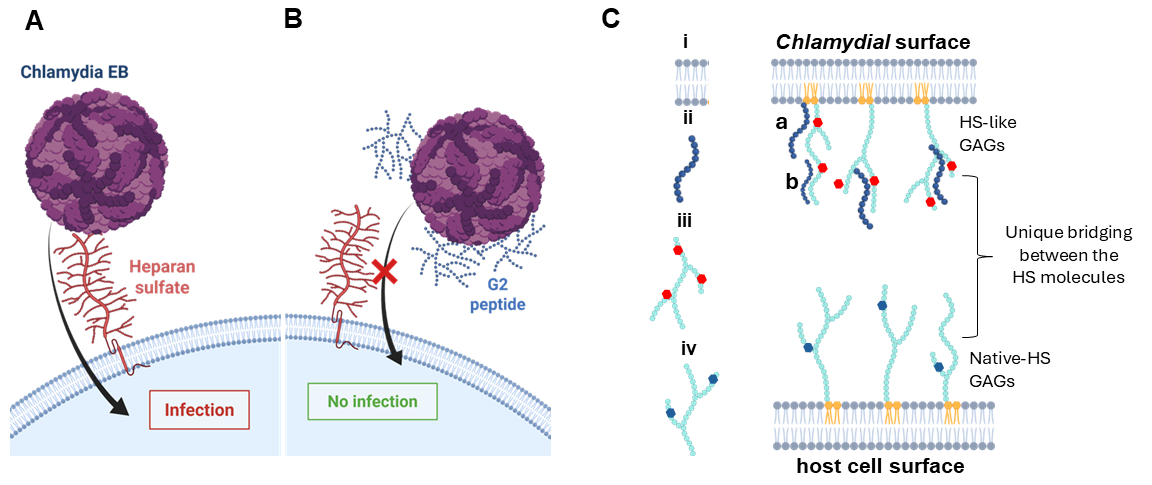 Biomolecules 15 00999 g007
