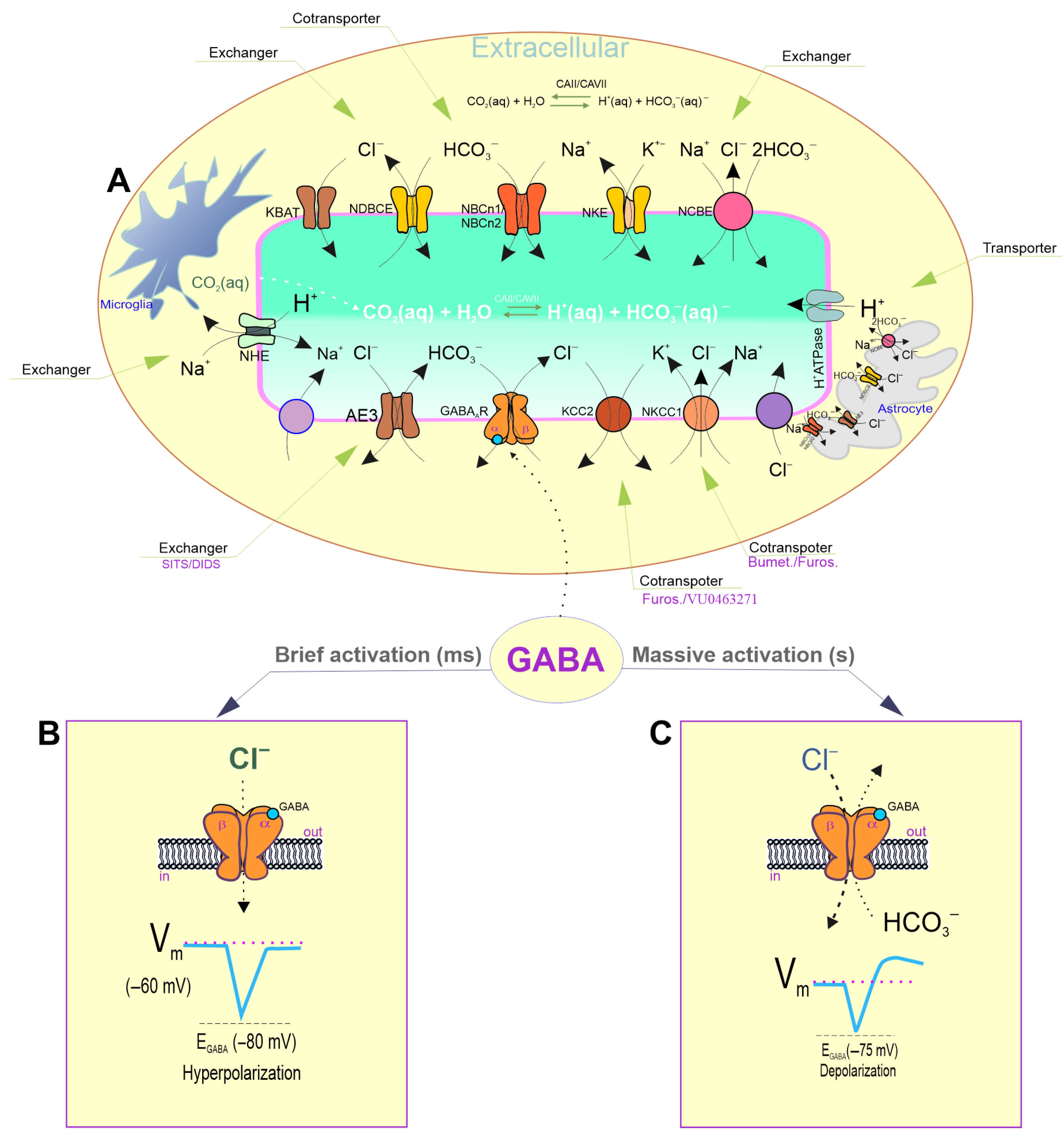 Biomolecules 15 01003 g001