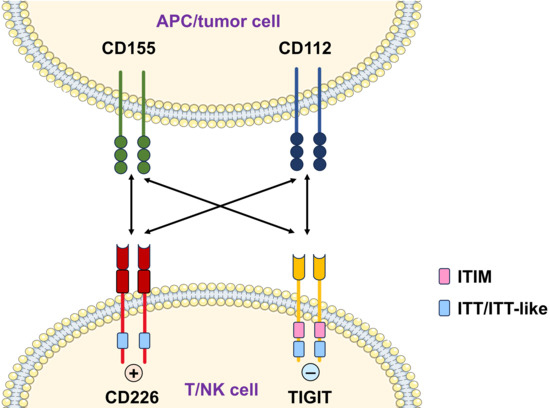  The Immune Regulatory Functions of CD226 and Its