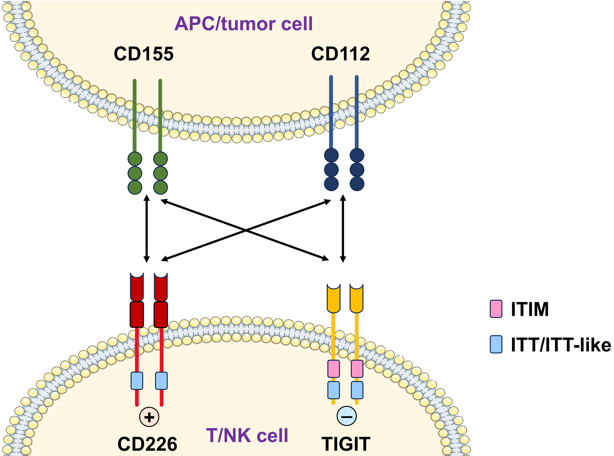 Biomolecules 15 01007 g001 Biomolecules 15 01007 g001