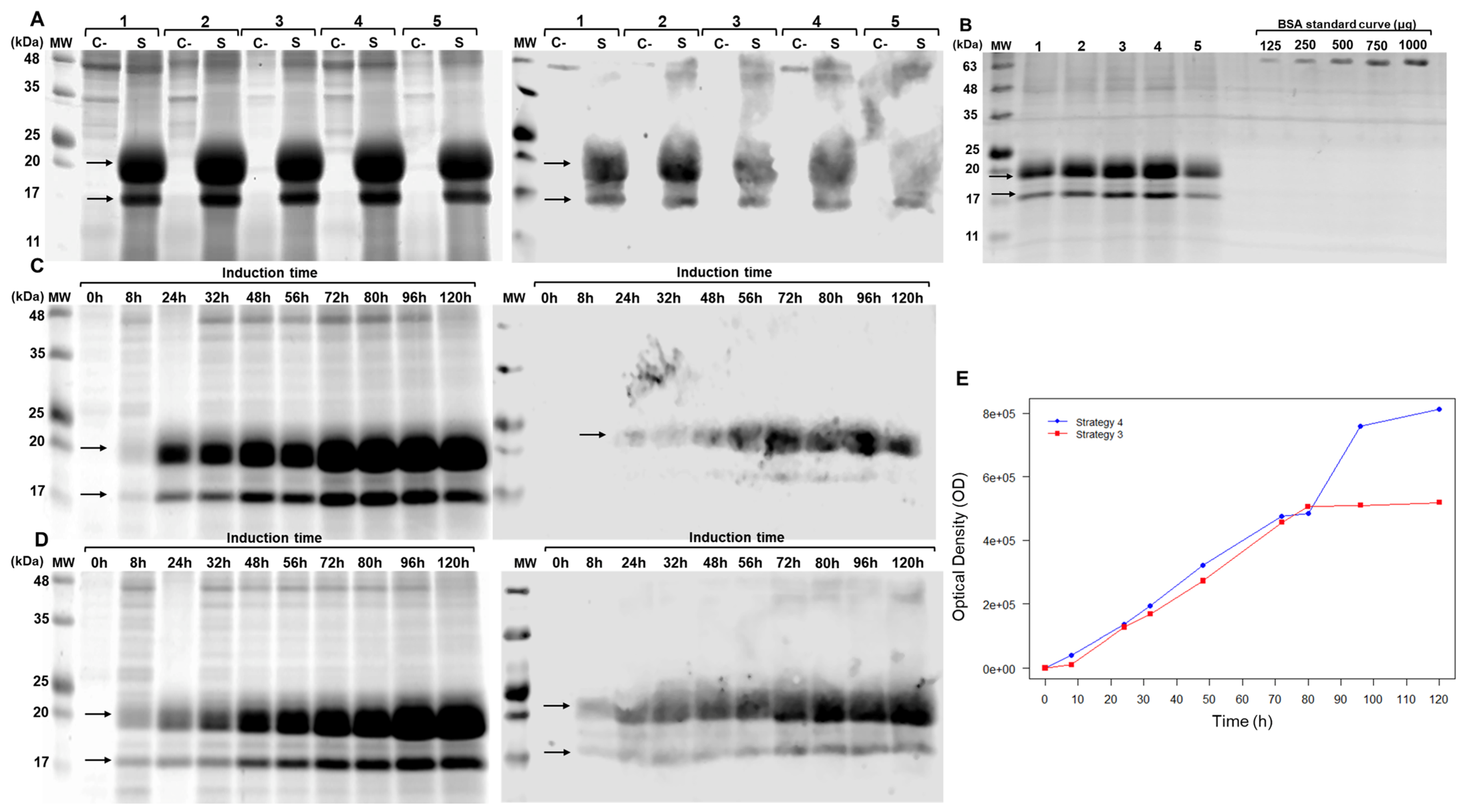 Biomolecules 15 01009 g003