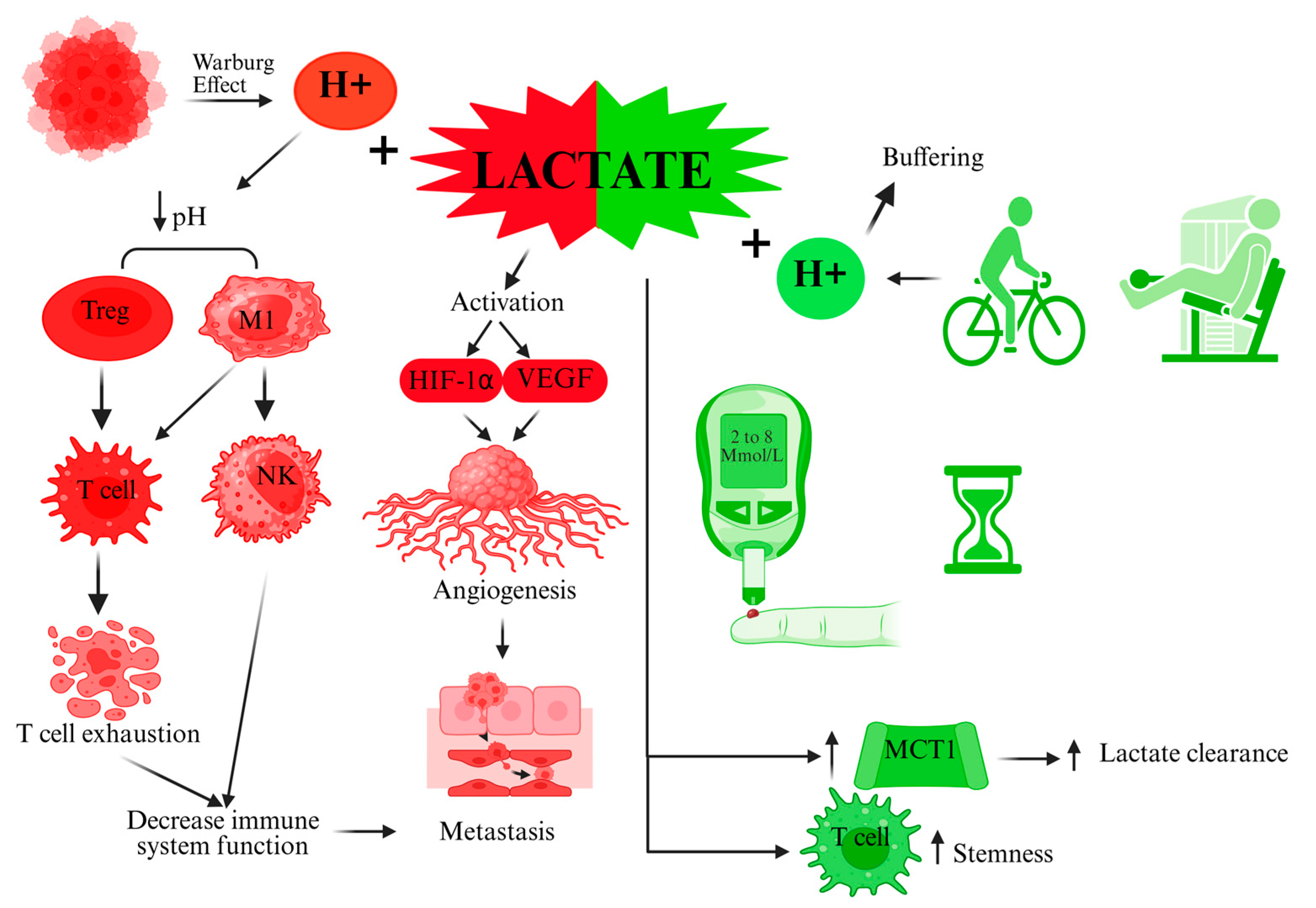 Biomolecules 15 01010 g001
