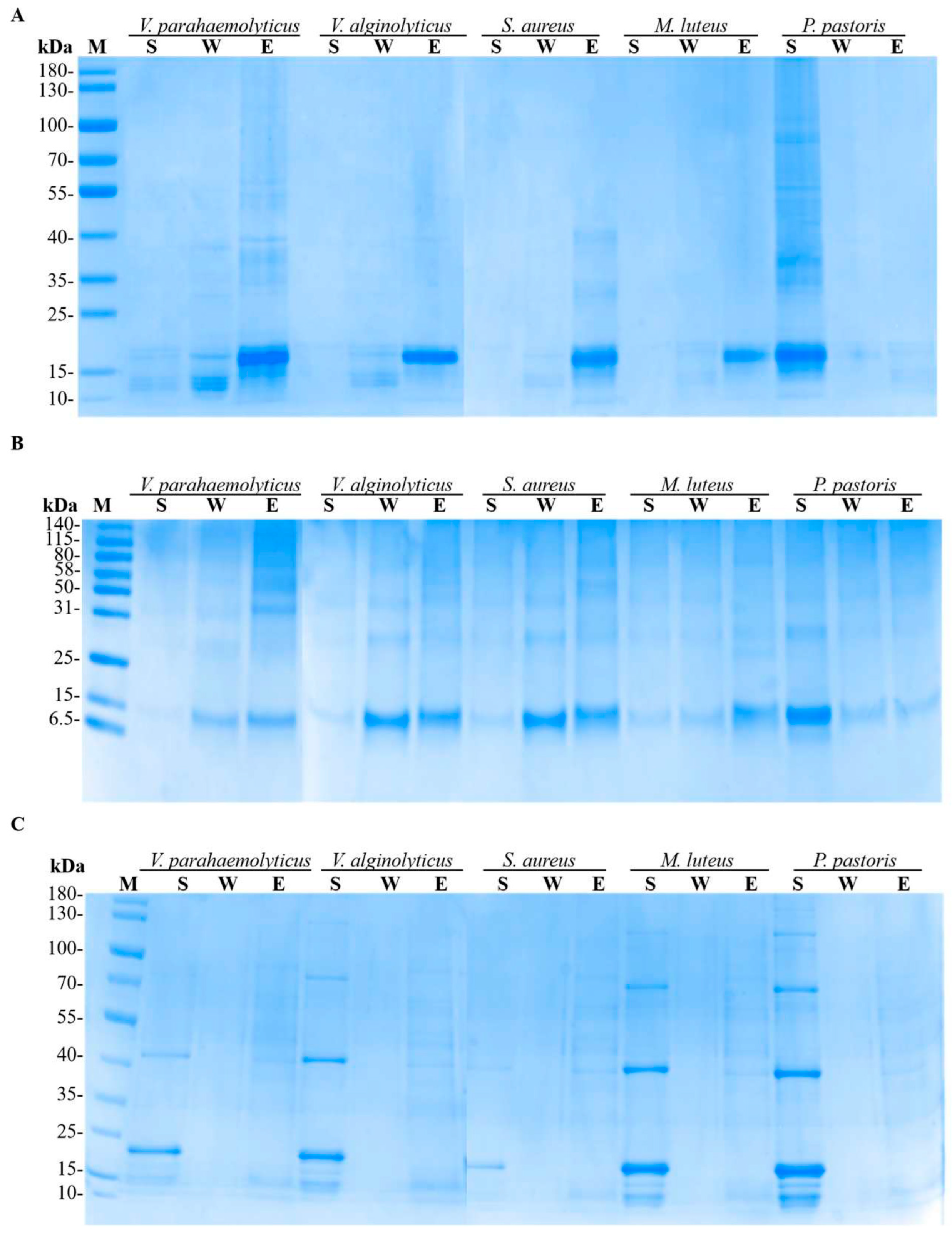 Biomolecules 15 01015 g004