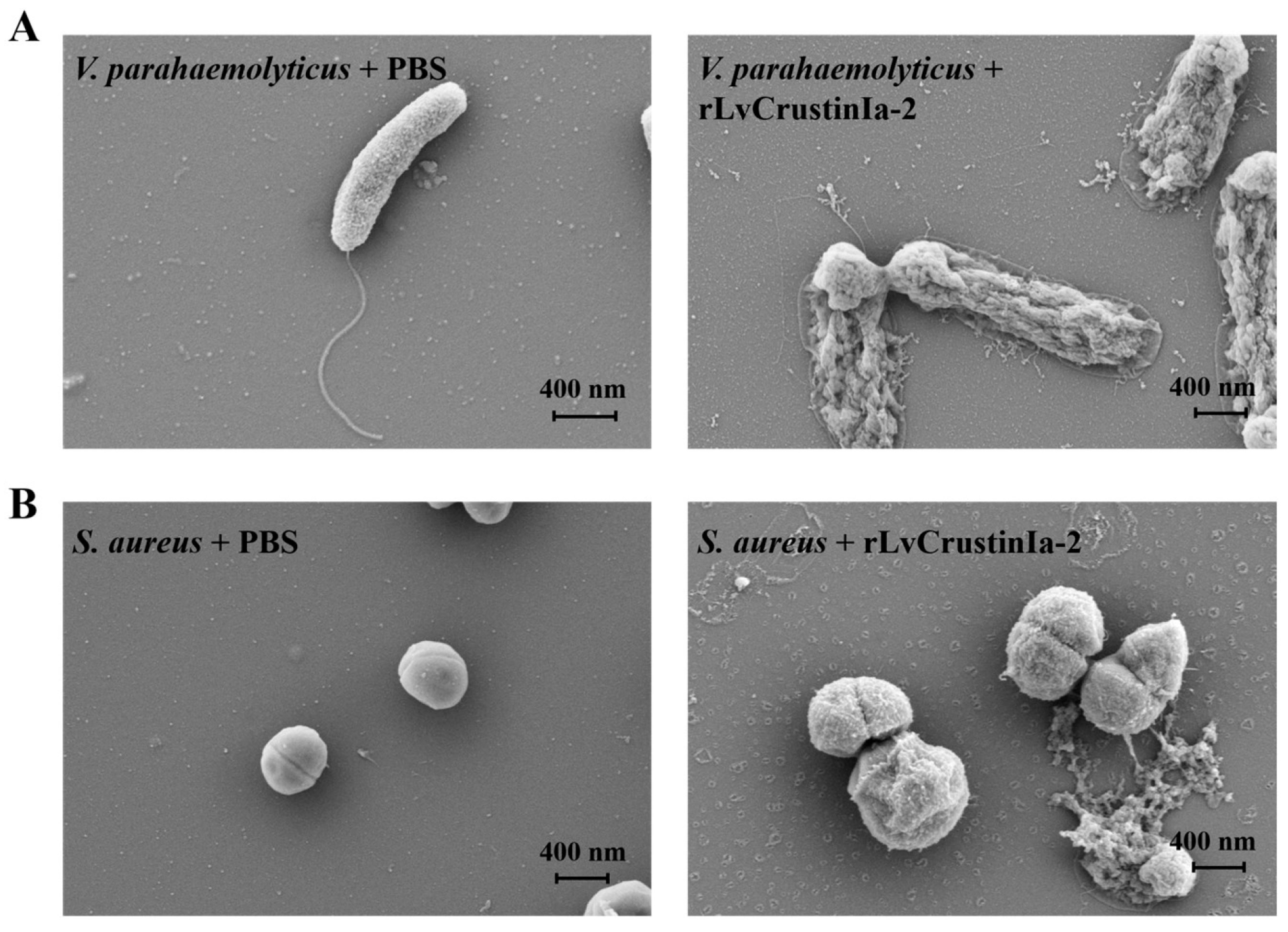 Biomolecules 15 01015 g005