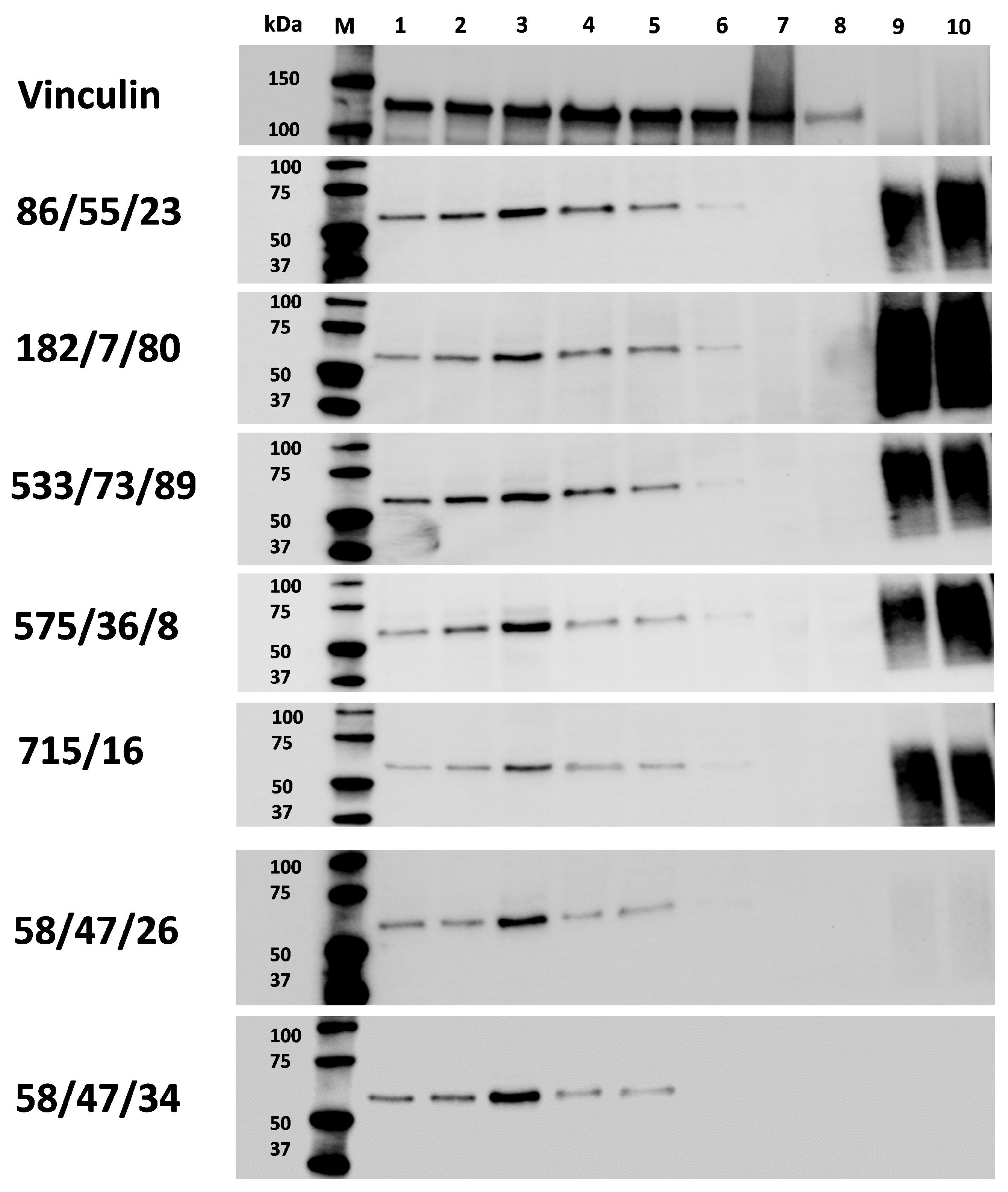 Biomolecules 15 01021 g011