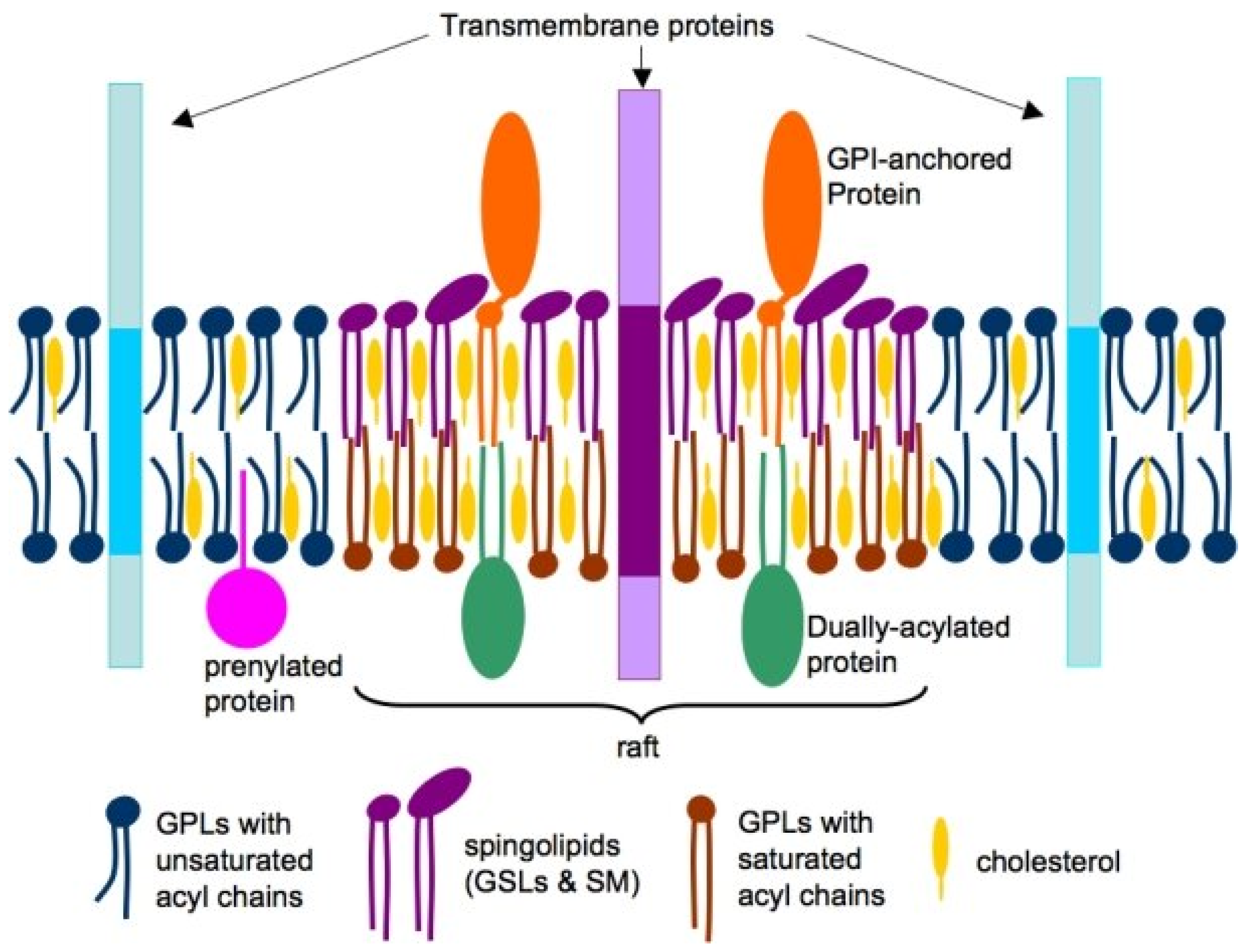 Biomolecules 15 01027 g001 Biomolecules 15 01027 g001