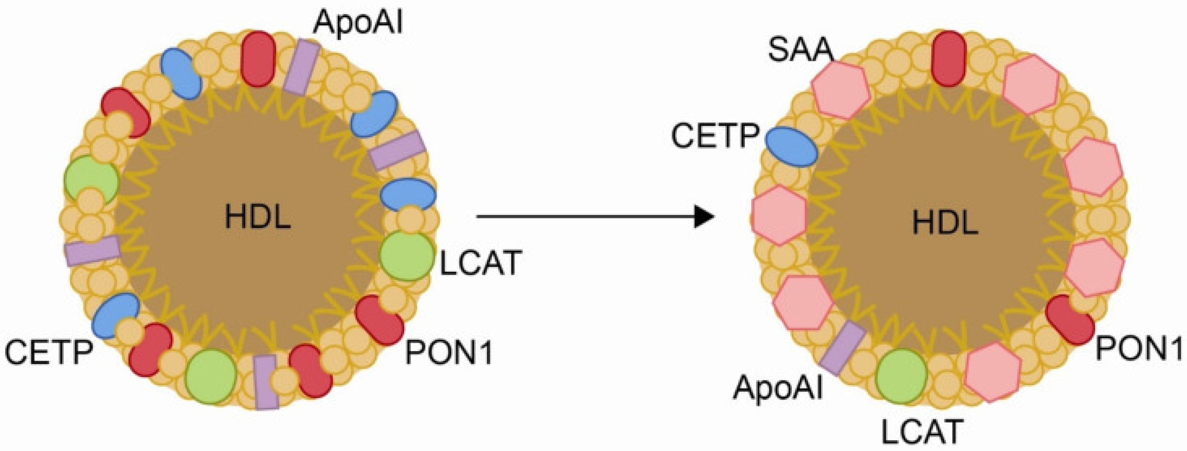 Biomolecules 15 01027 g003 Biomolecules 15 01027 g003