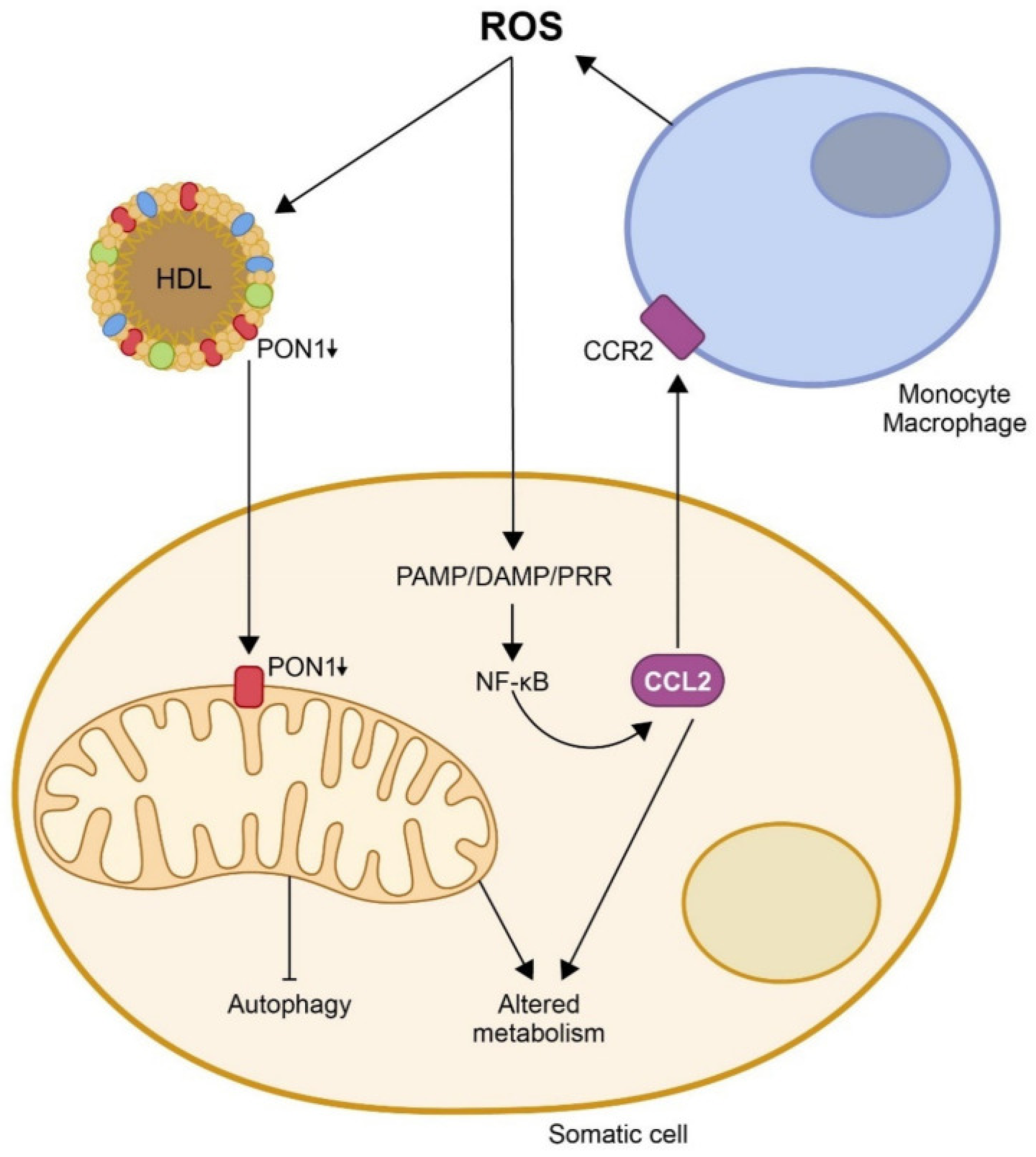 Biomolecules 15 01027 g006 Biomolecules 15 01027 g006