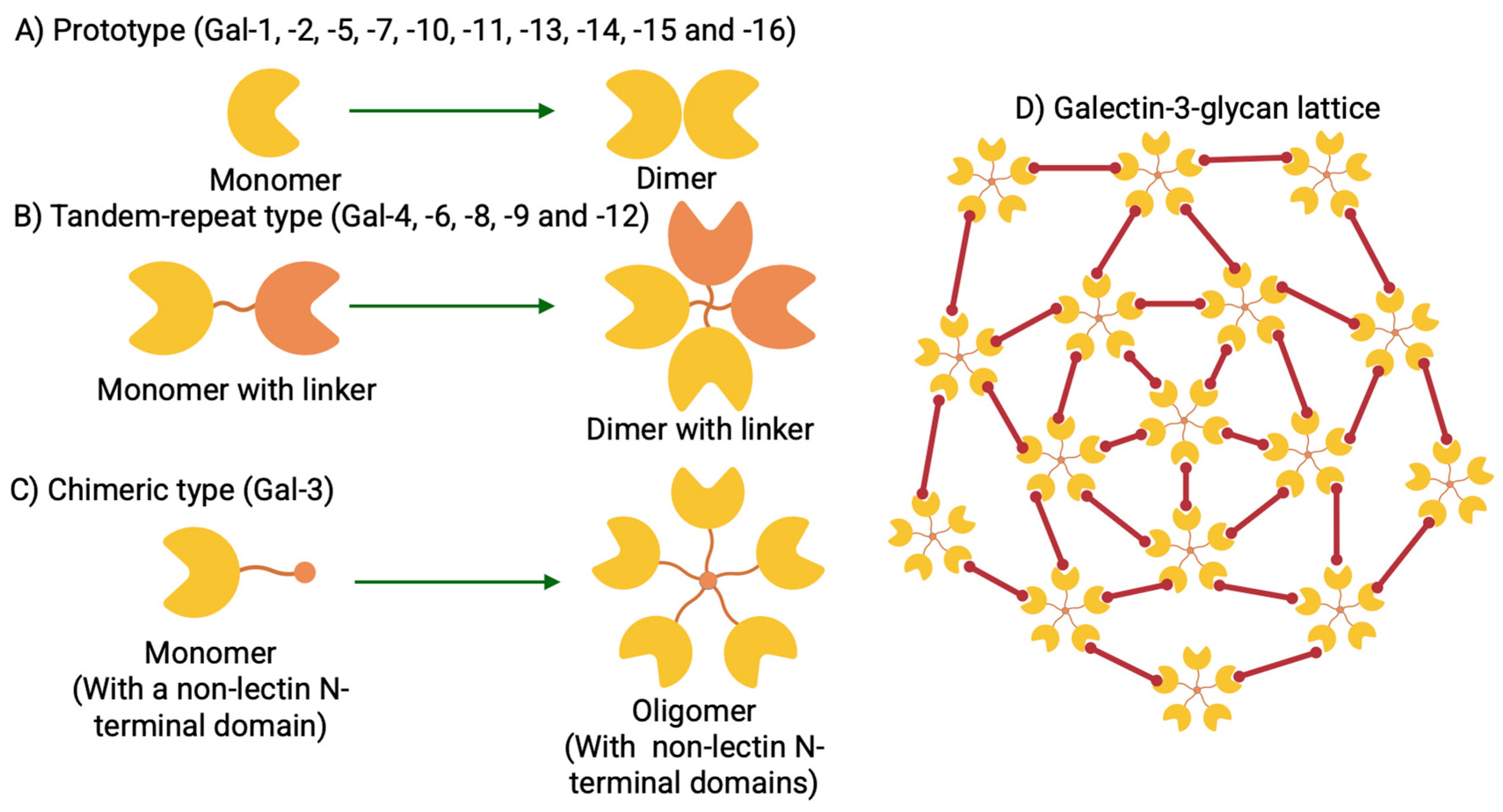 Biomolecules 15 01028 g001