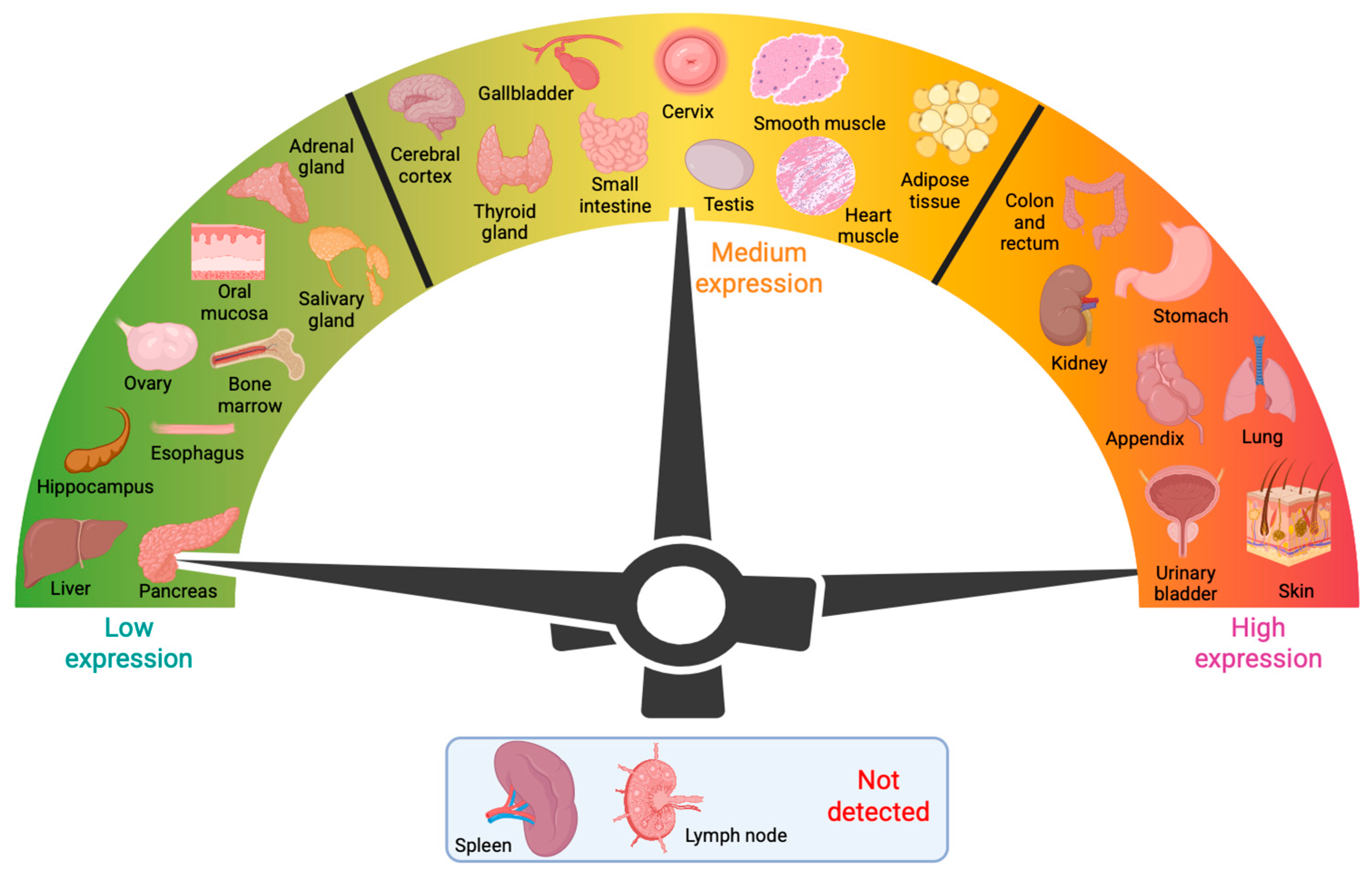 Biomolecules 15 01028 g003